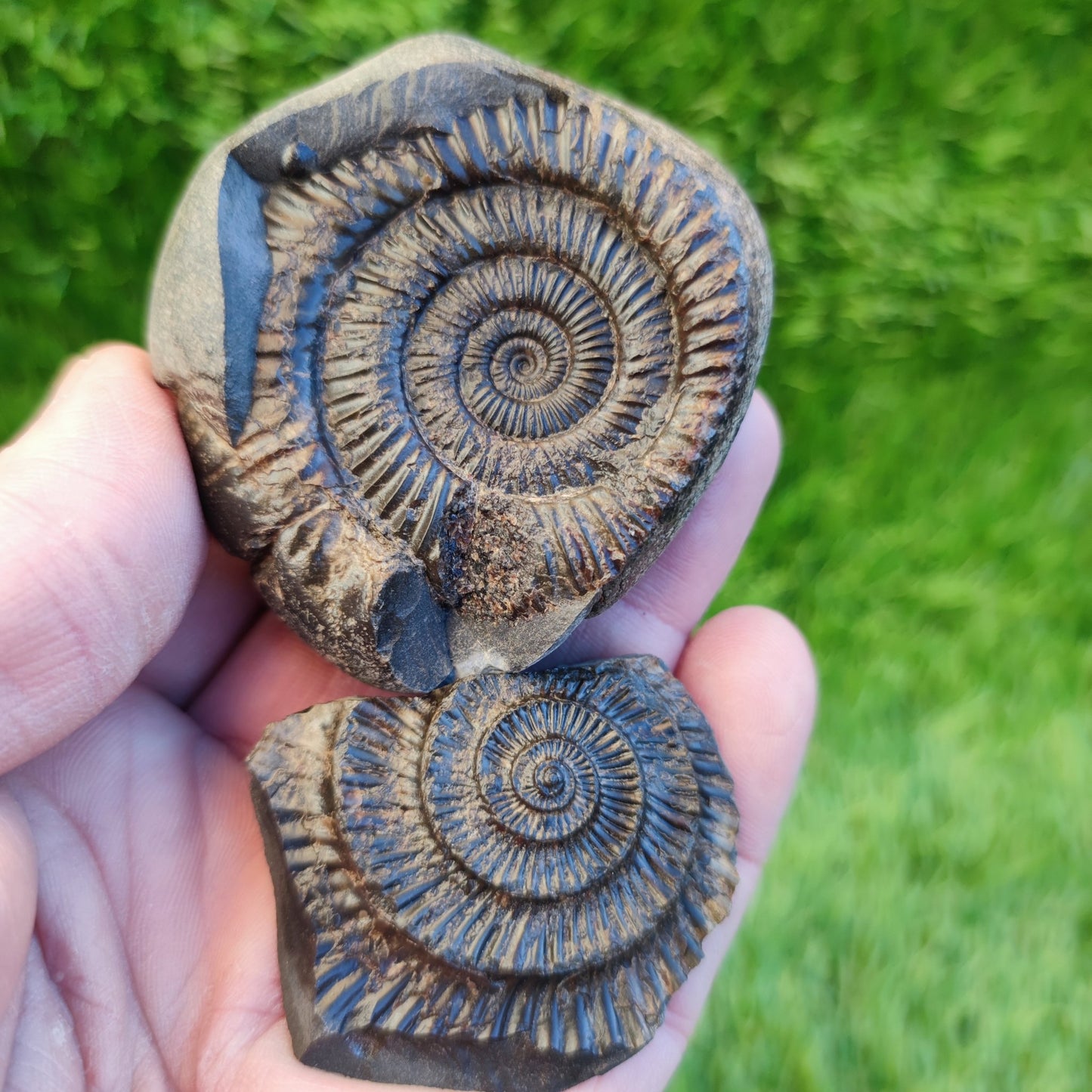 Ammonite fossil split pair North Yorkshire fossils - North Yorkshire Fossils