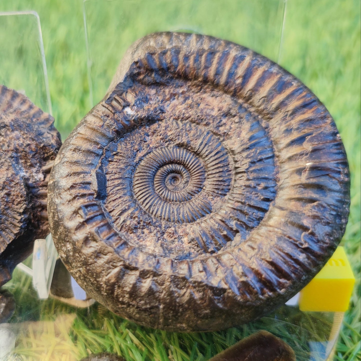 Ammonite fossil split pair North Yorkshire fossils - North Yorkshire Fossils