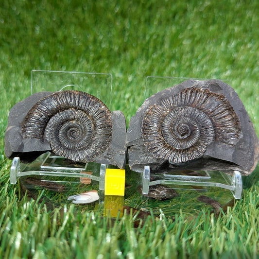 Ammonite fossil split pair North Yorkshire fossils - North Yorkshire Fossils