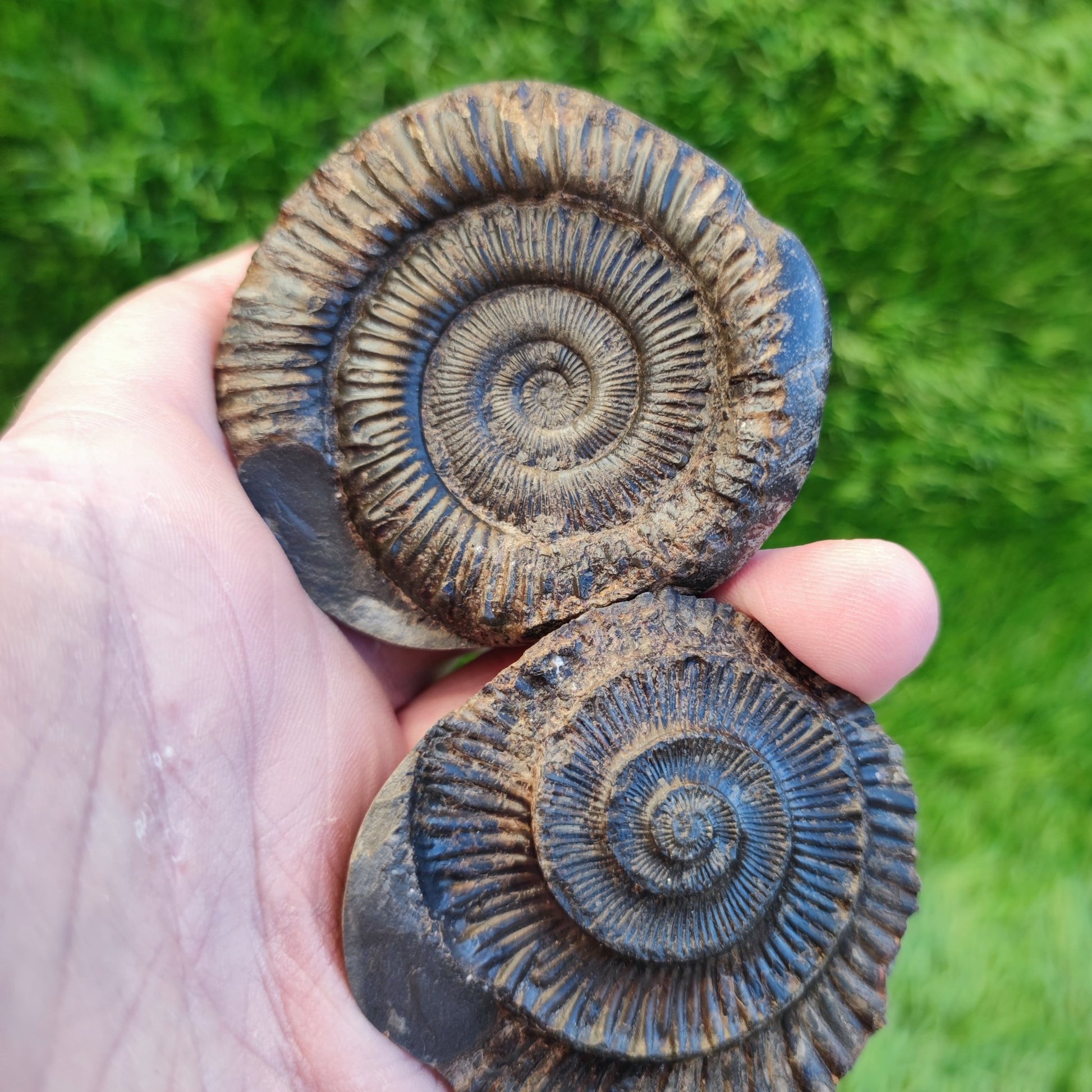 Ammonite fossil split pair North Yorkshire fossils - North Yorkshire Fossils