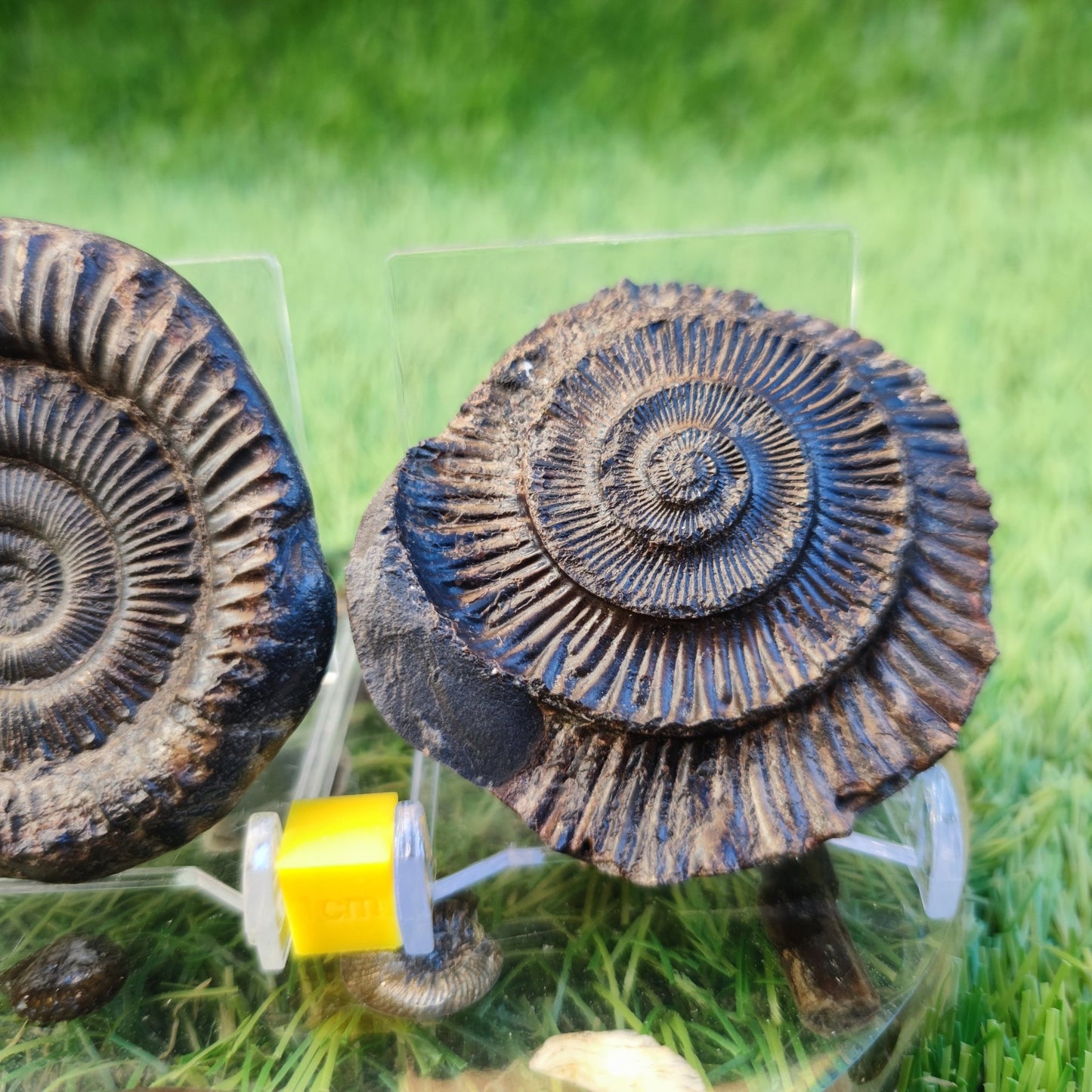 Ammonite fossil split pair North Yorkshire fossils - North Yorkshire Fossils