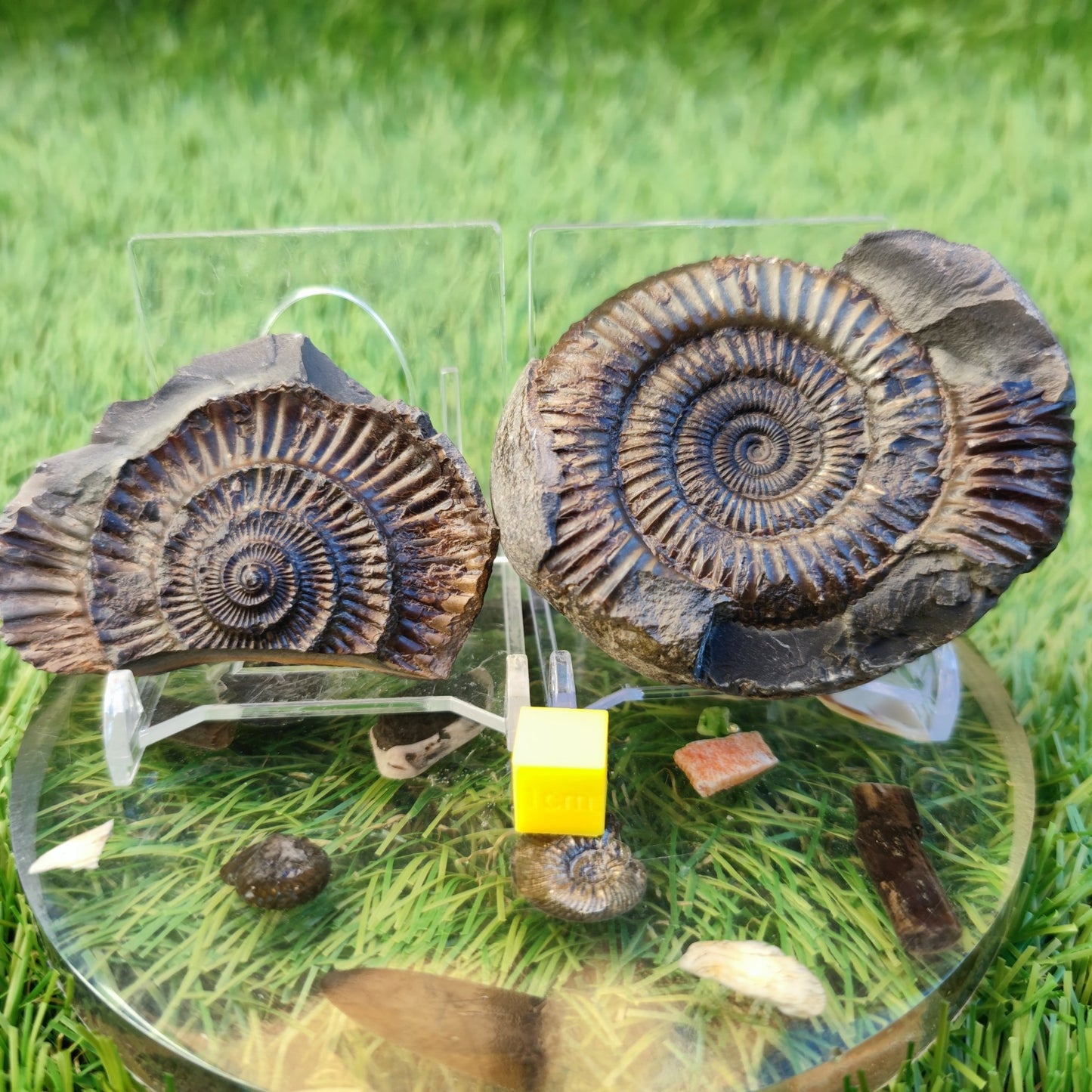 Ammonite fossil split pair North Yorkshire fossils - North Yorkshire Fossils