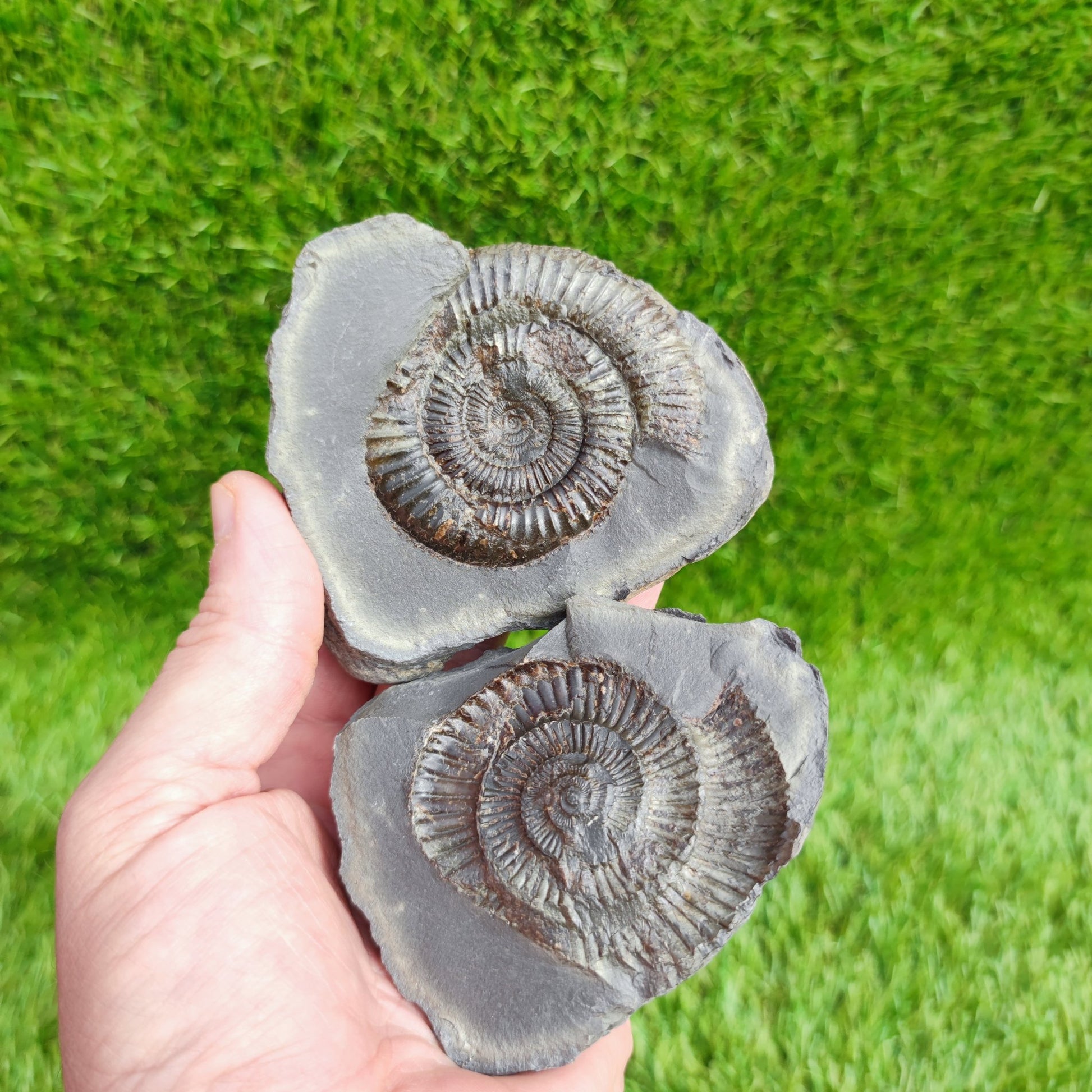 Ammonite fossil split pair North Yorkshire fossils - North Yorkshire Fossils
