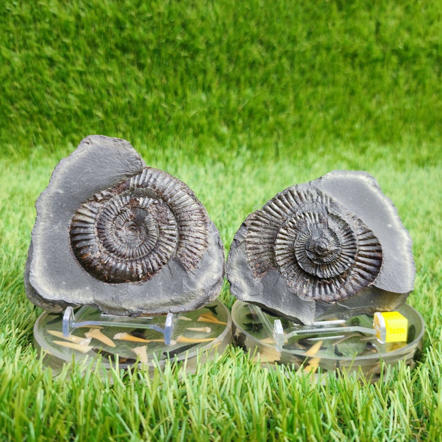 Ammonite fossil split pair North Yorkshire fossils - North Yorkshire Fossils