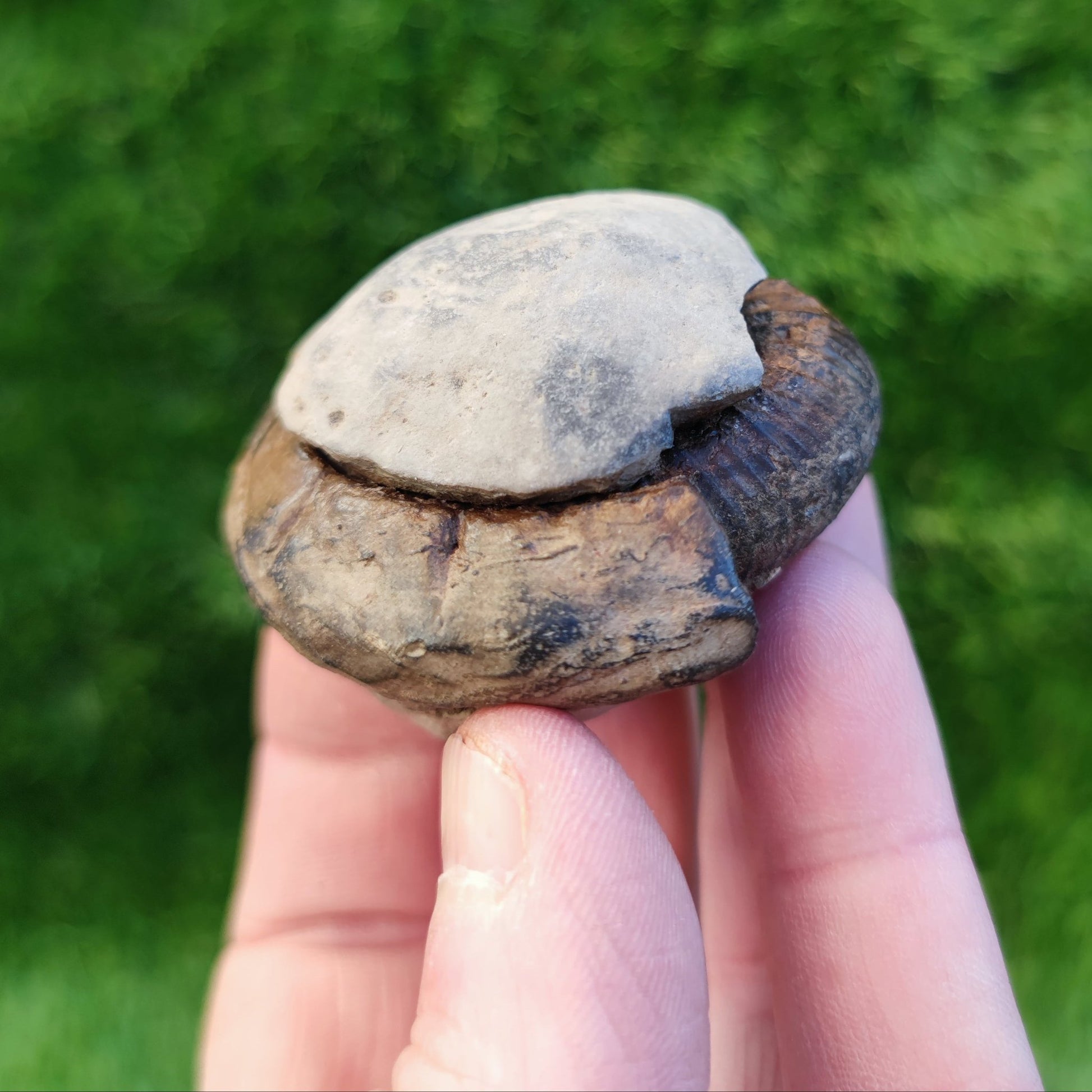Ammonite fossil split pair North Yorkshire fossils - North Yorkshire Fossils