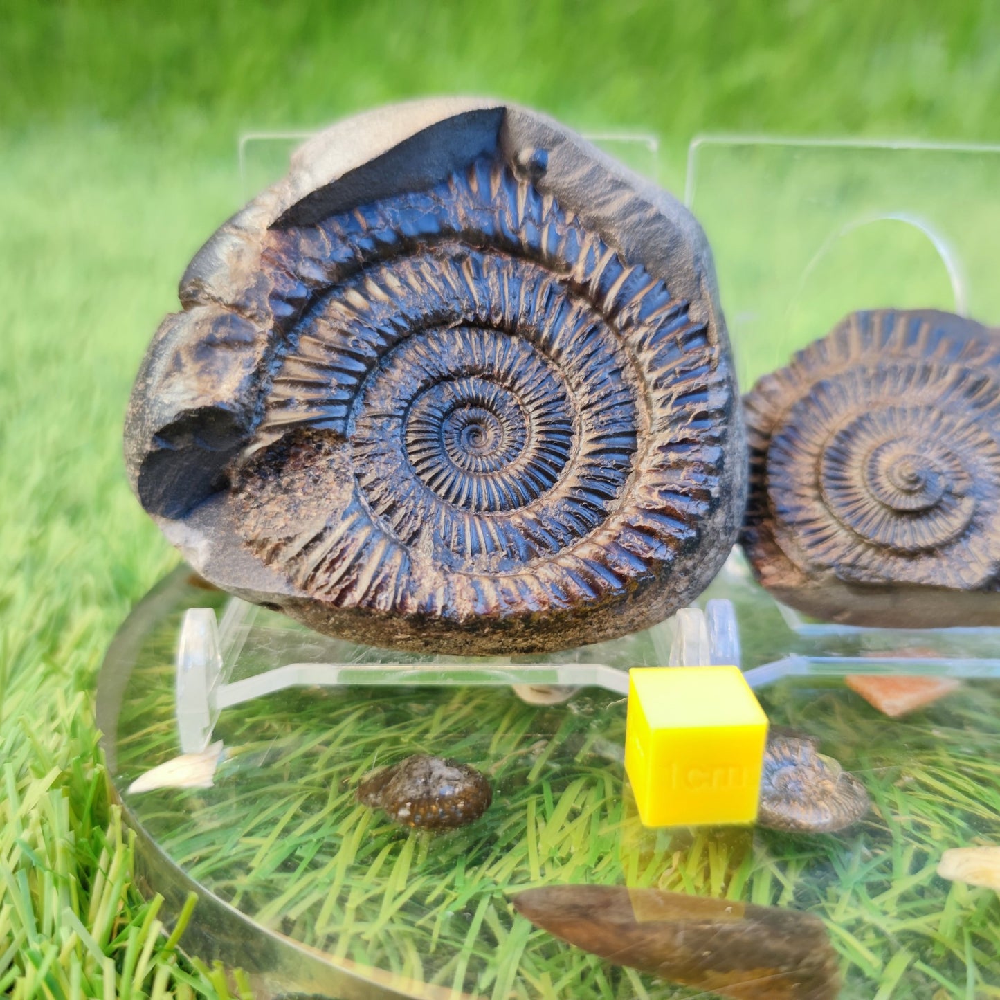 Ammonite fossil split pair North Yorkshire fossils - North Yorkshire Fossils