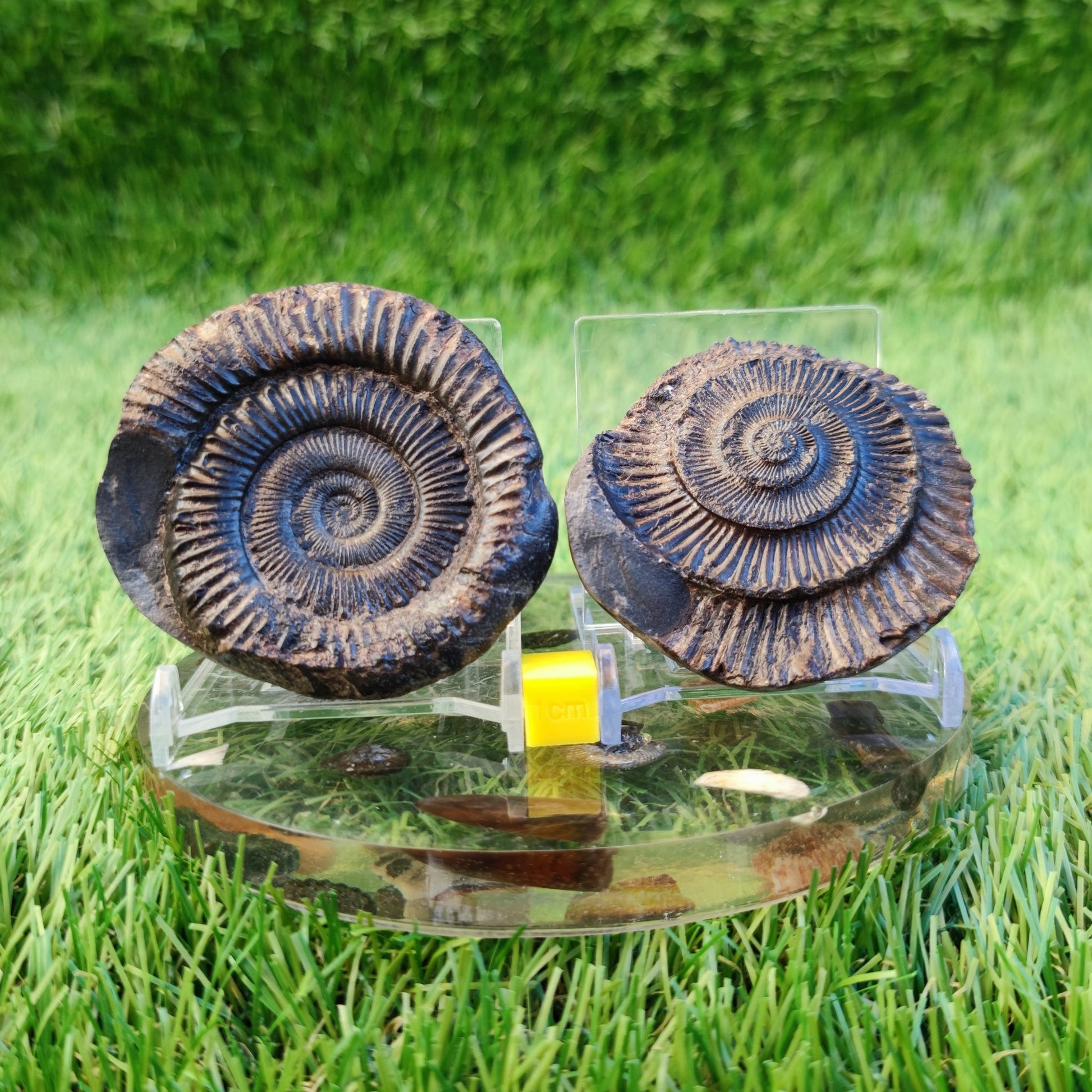 Ammonite fossil split pair North Yorkshire fossils - North Yorkshire Fossils