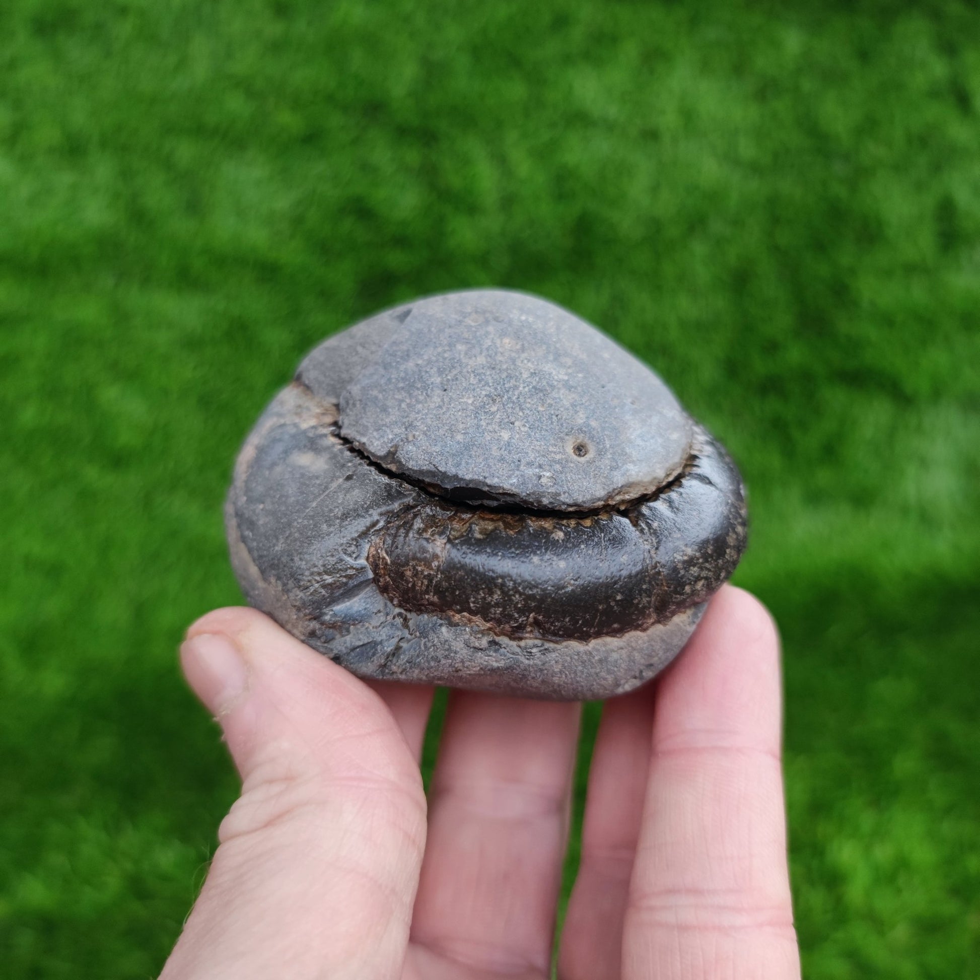 Ammonite fossil split pair North Yorkshire Fossils - North Yorkshire Fossils