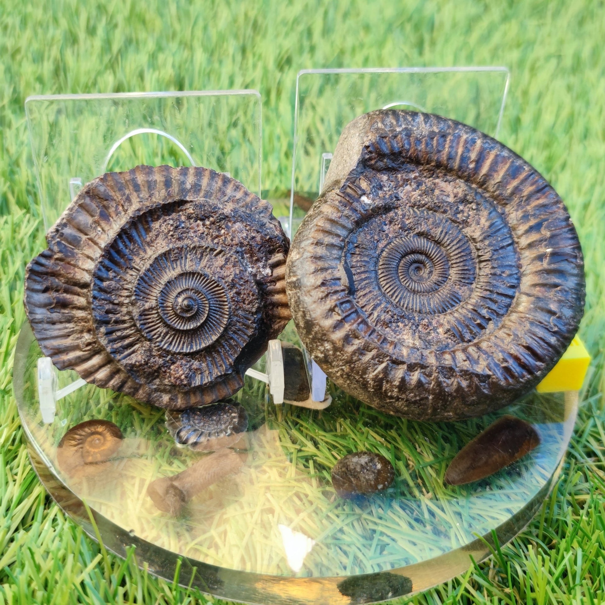Ammonite fossil split pair North Yorkshire fossils - North Yorkshire Fossils