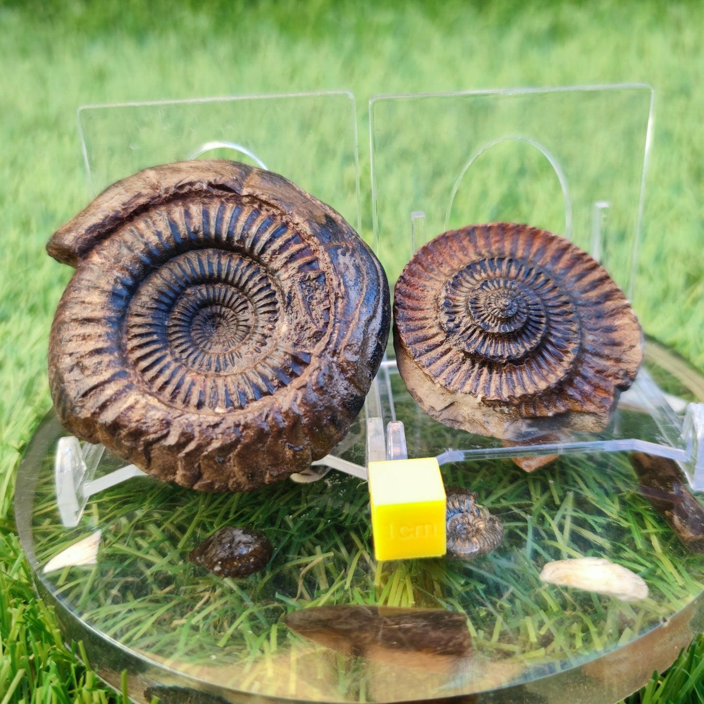 Ammonite fossil split pair North Yorkshire fossils - North Yorkshire Fossils