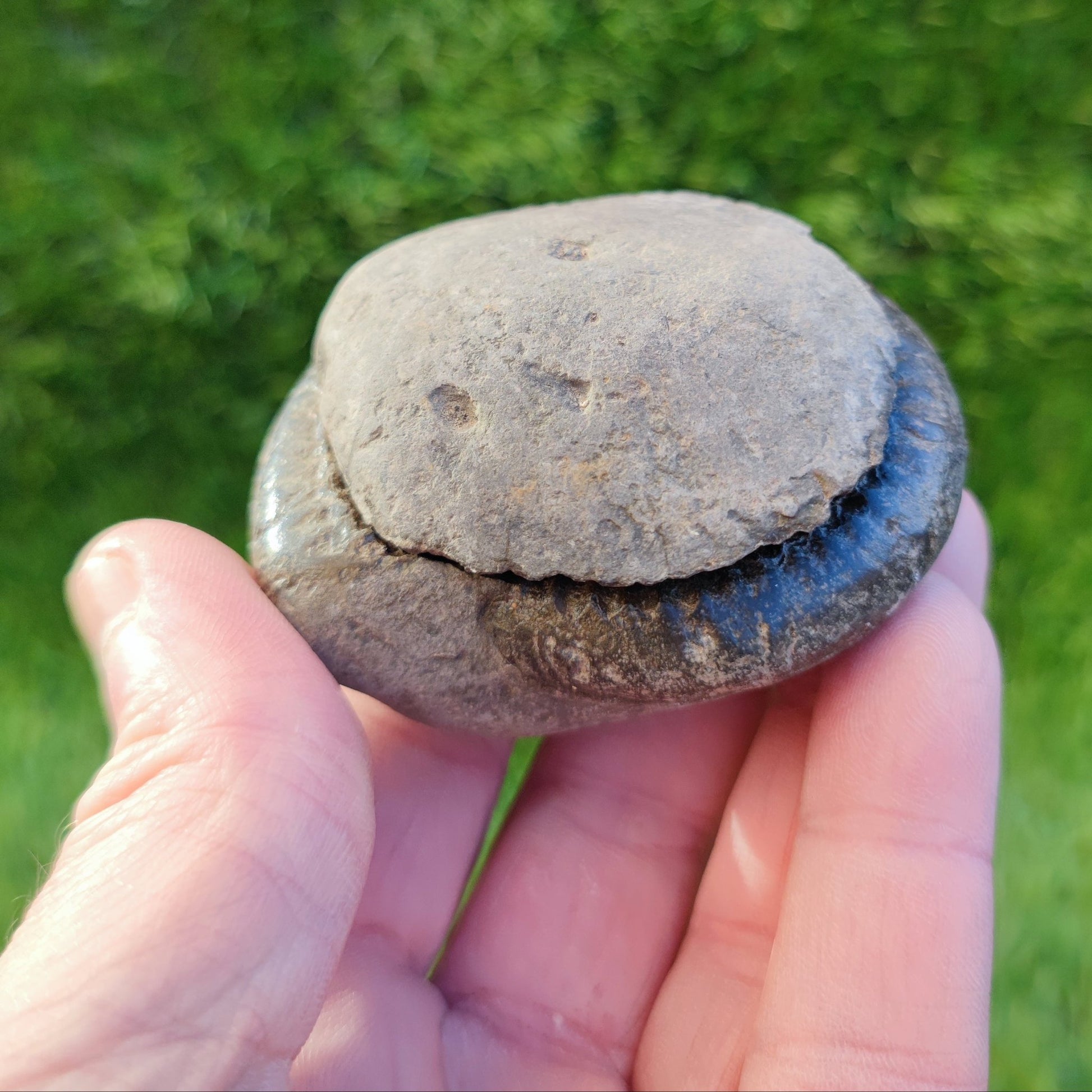 Ammonite fossil split pair North Yorkshire fossils - North Yorkshire Fossils