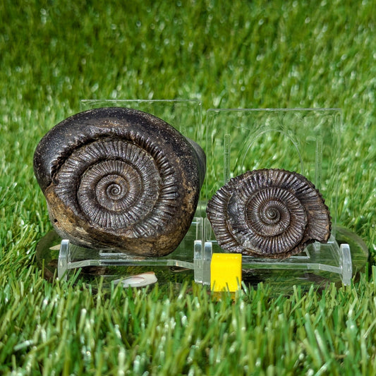 Ammonite fossil split pair North Yorkshire fossils - North Yorkshire Fossils