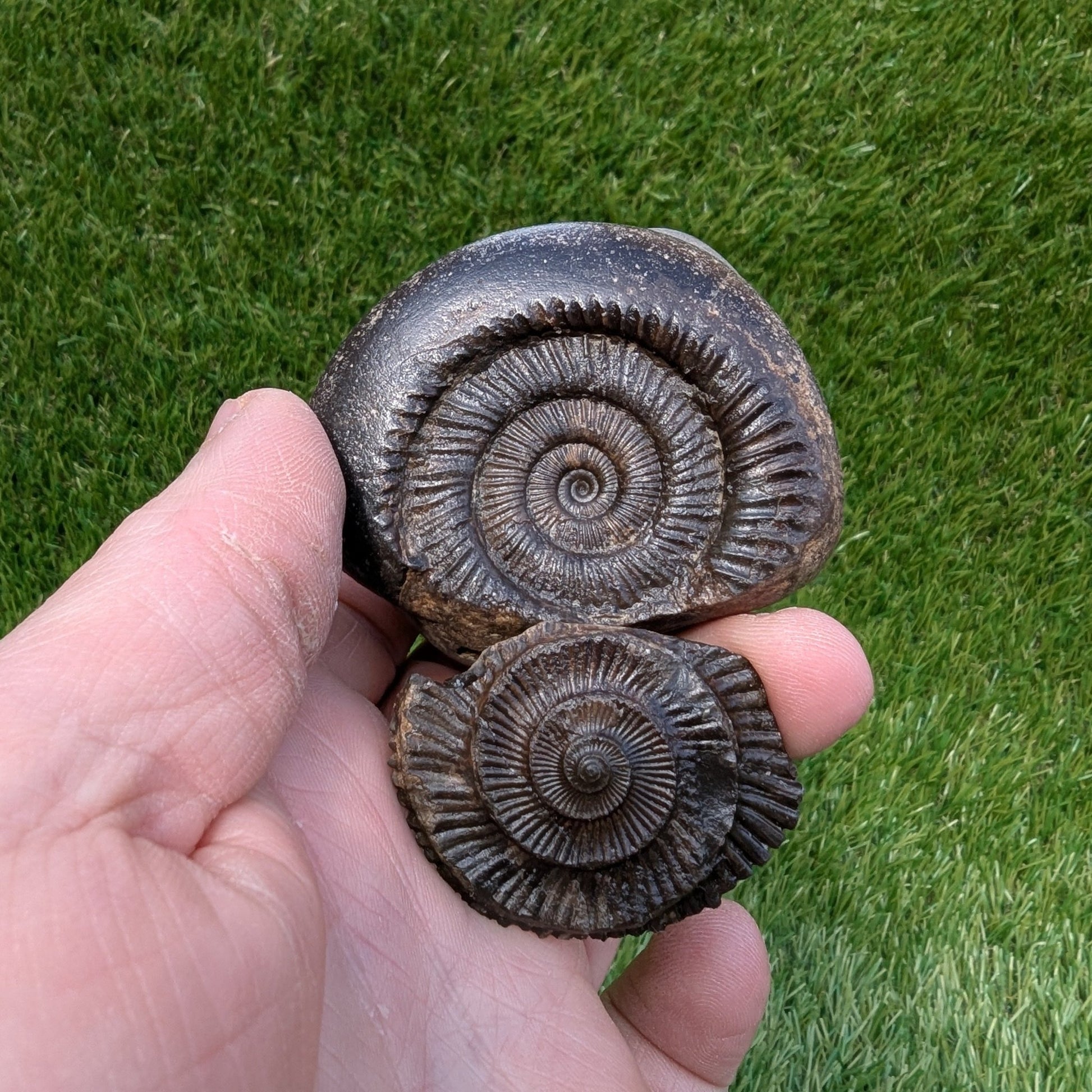 Ammonite fossil split pair North Yorkshire fossils - North Yorkshire Fossils