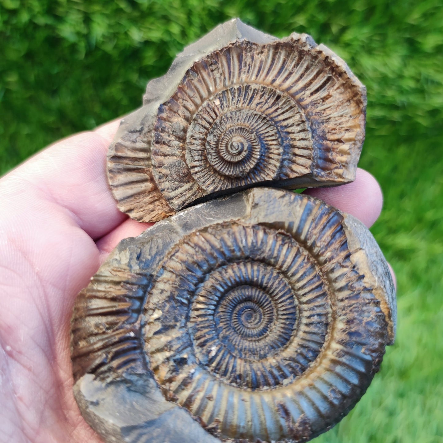 Ammonite fossil split pair North Yorkshire fossils - North Yorkshire Fossils