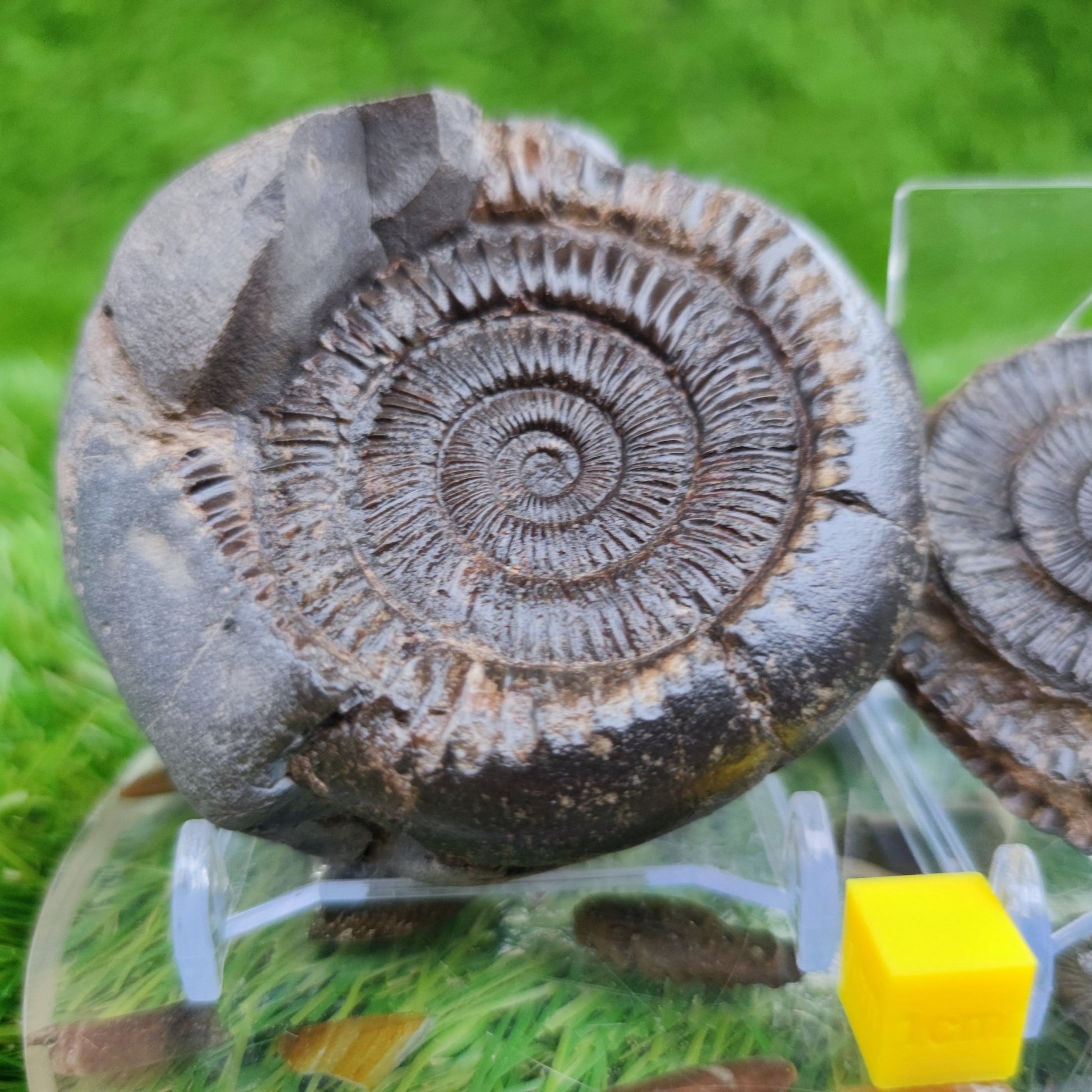 Ammonite fossil split pair North Yorkshire Fossils - North Yorkshire Fossils