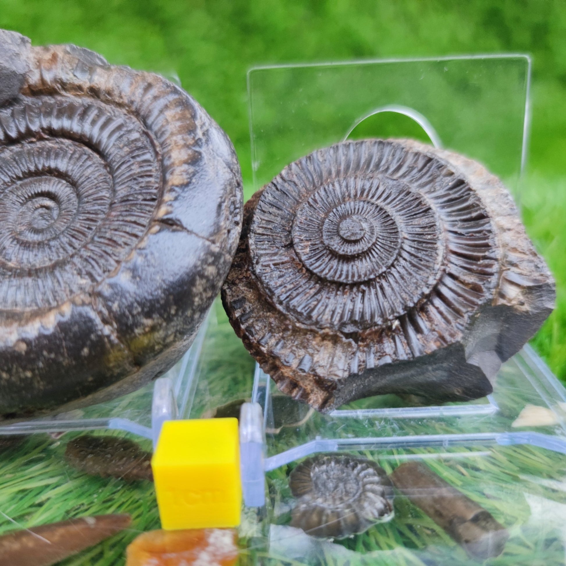 Ammonite fossil split pair North Yorkshire Fossils - North Yorkshire Fossils