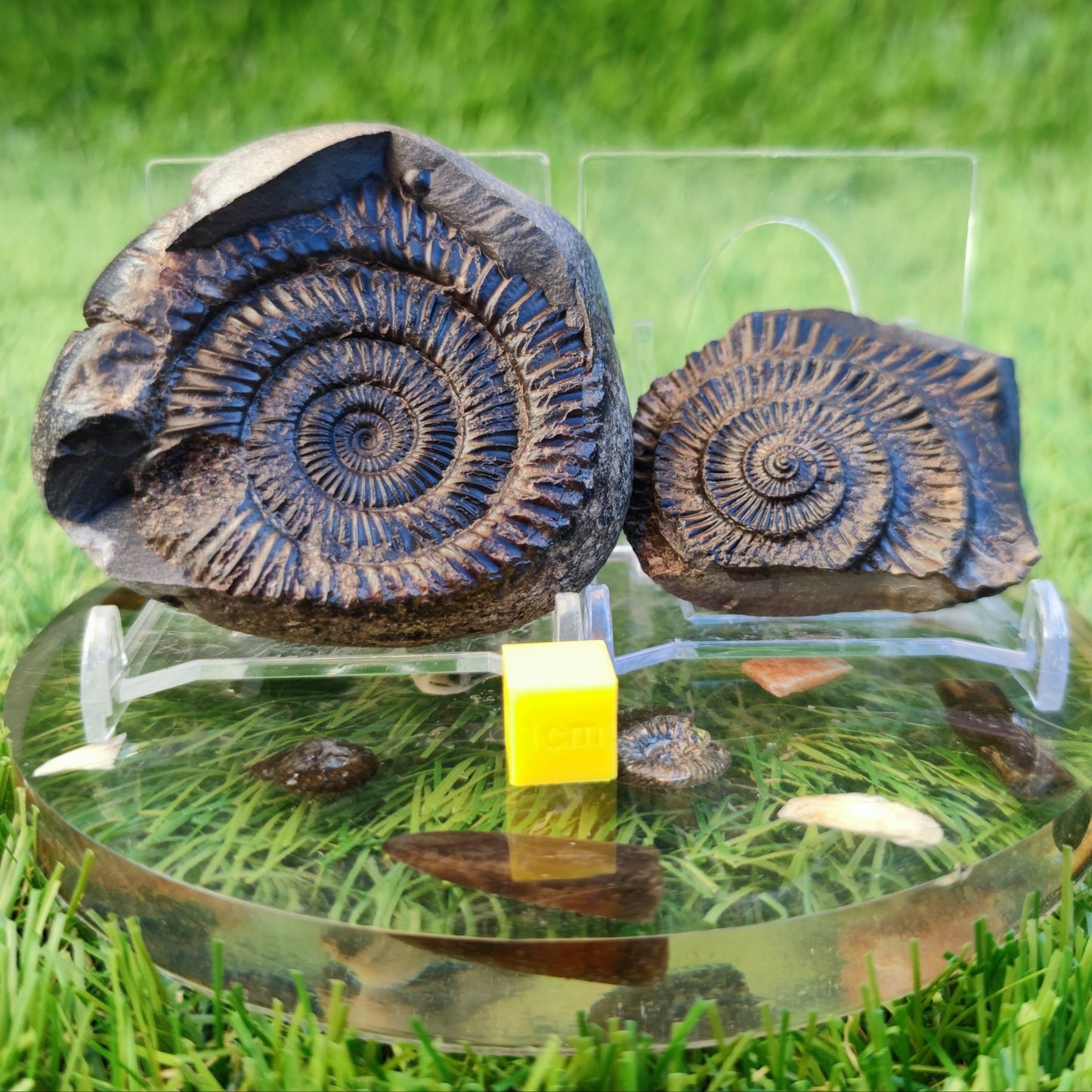 Ammonite fossil split pair North Yorkshire fossils - North Yorkshire Fossils
