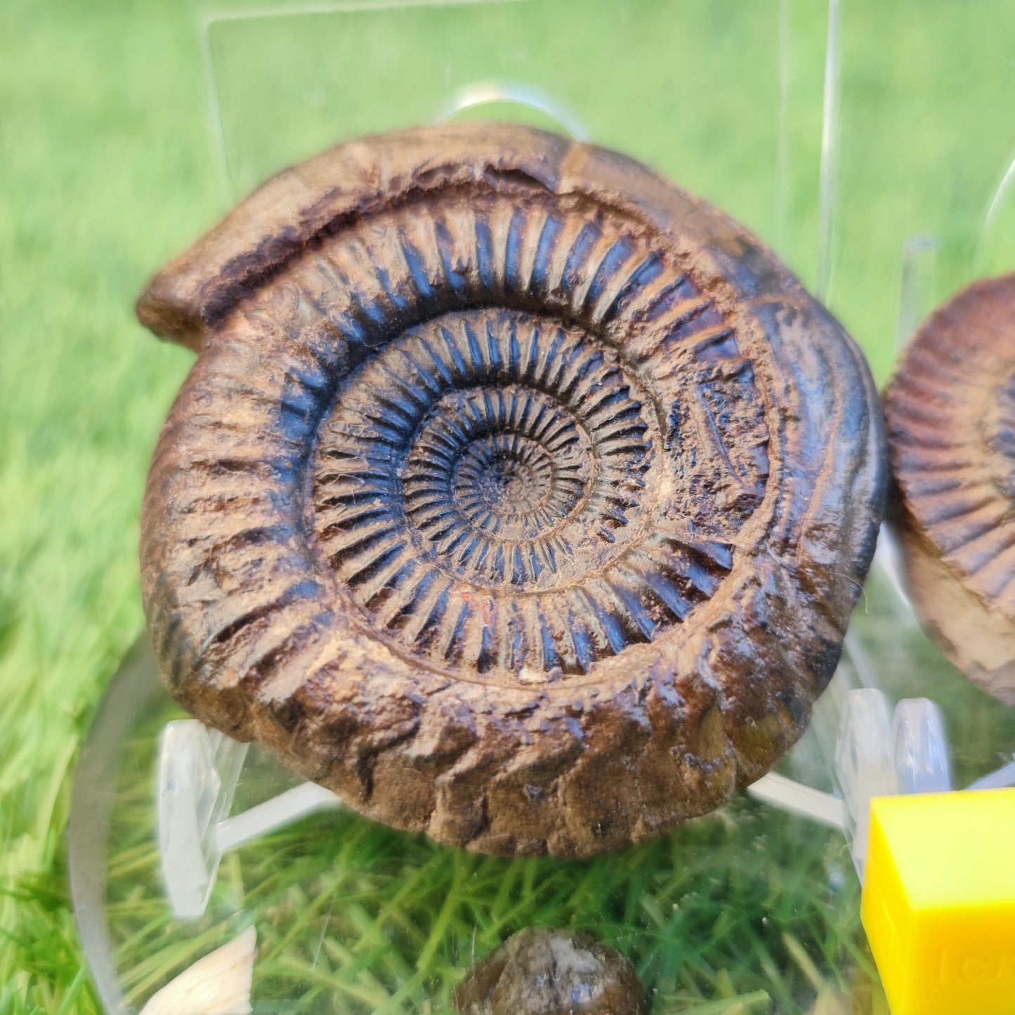 Ammonite fossil split pair North Yorkshire fossils - North Yorkshire Fossils