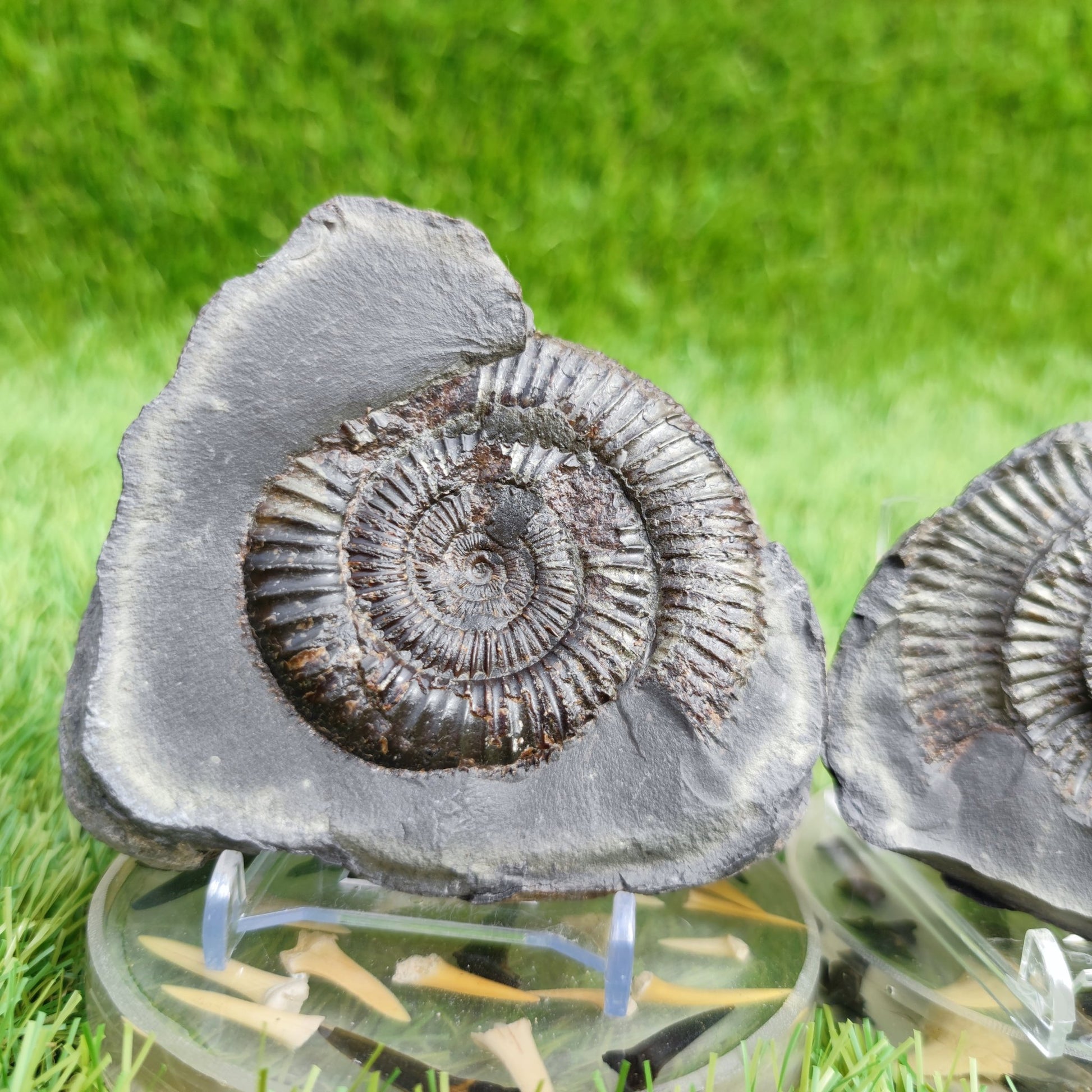 Ammonite fossil split pair North Yorkshire fossils - North Yorkshire Fossils