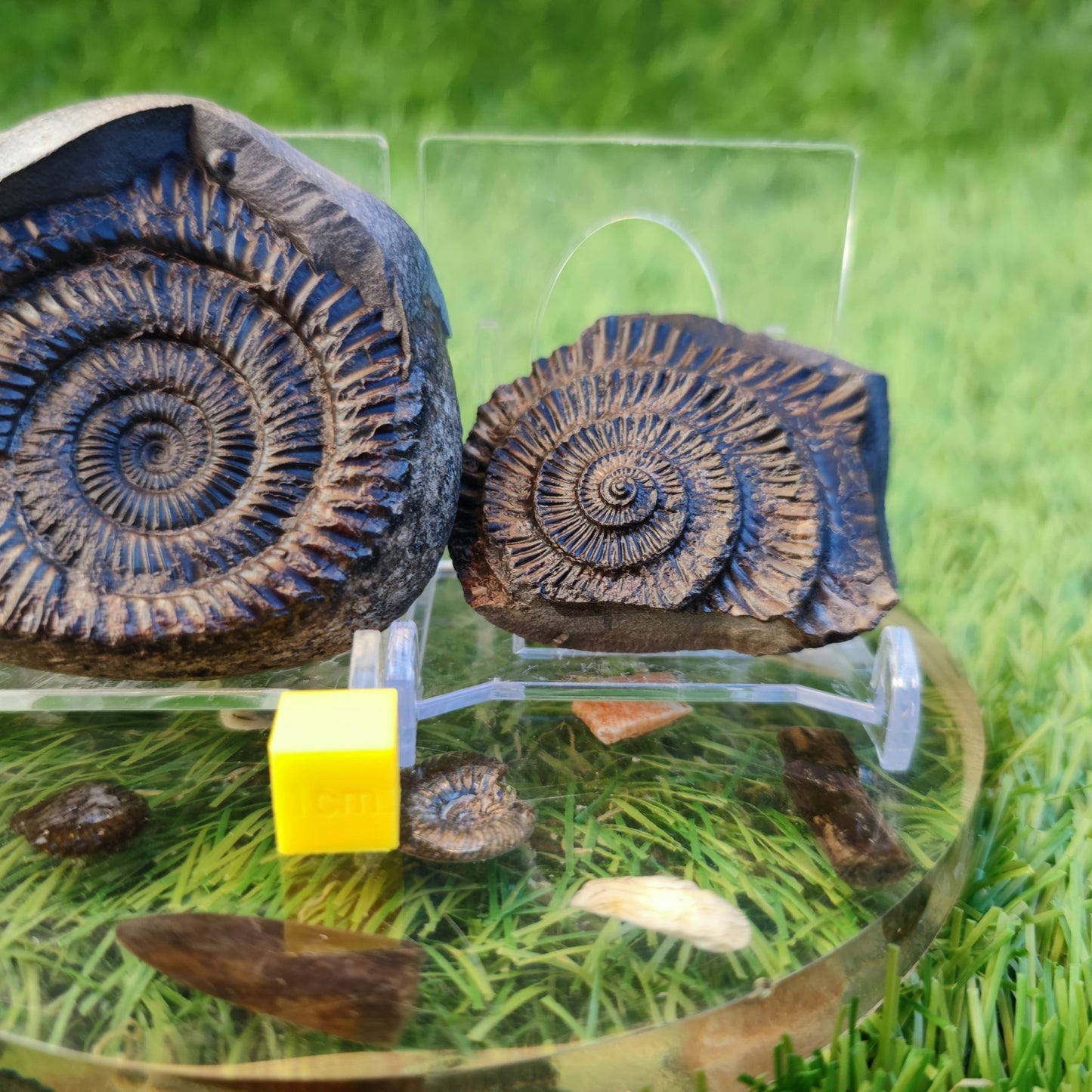 Ammonite fossil split pair North Yorkshire fossils - North Yorkshire Fossils
