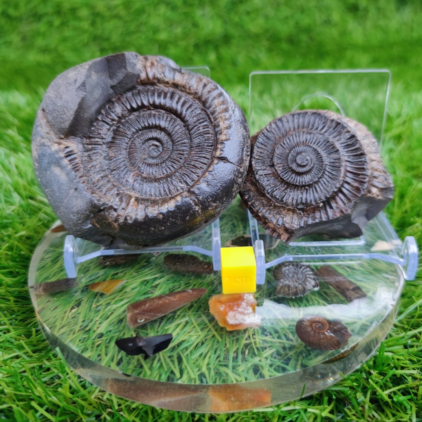 Ammonite fossil split pair North Yorkshire Fossils - North Yorkshire Fossils