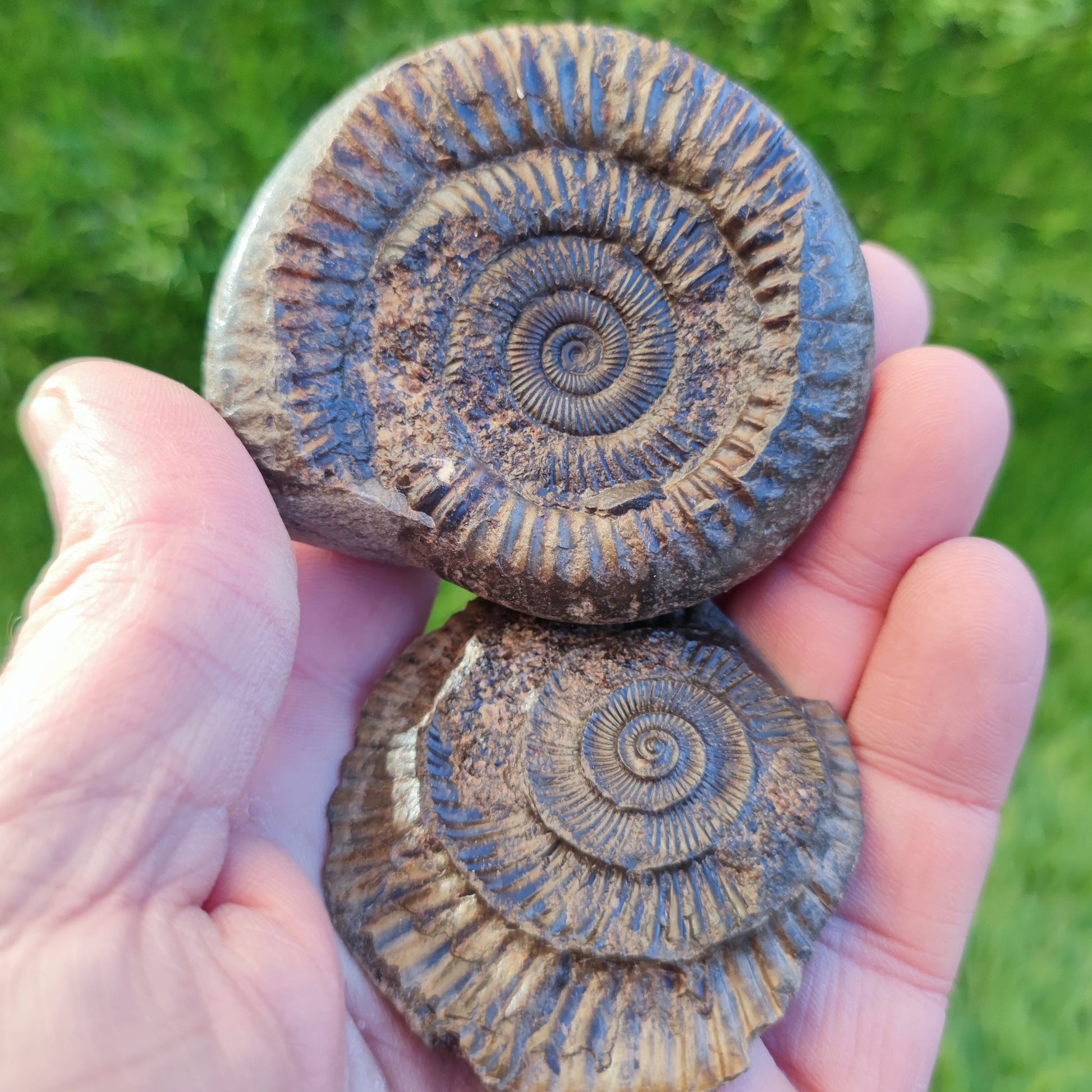 Ammonite fossil split pair North Yorkshire fossils - North Yorkshire Fossils