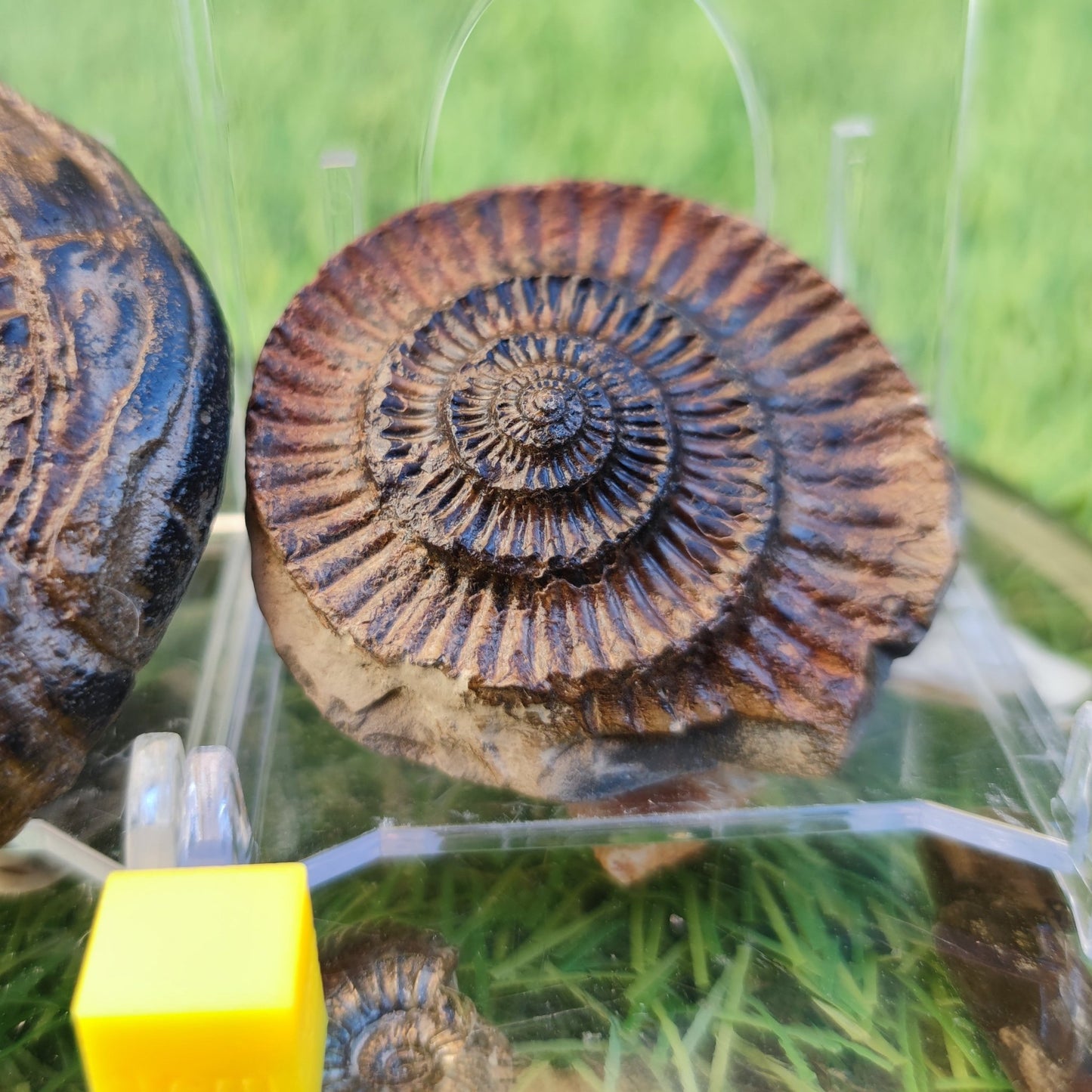Ammonite fossil split pair North Yorkshire fossils - North Yorkshire Fossils