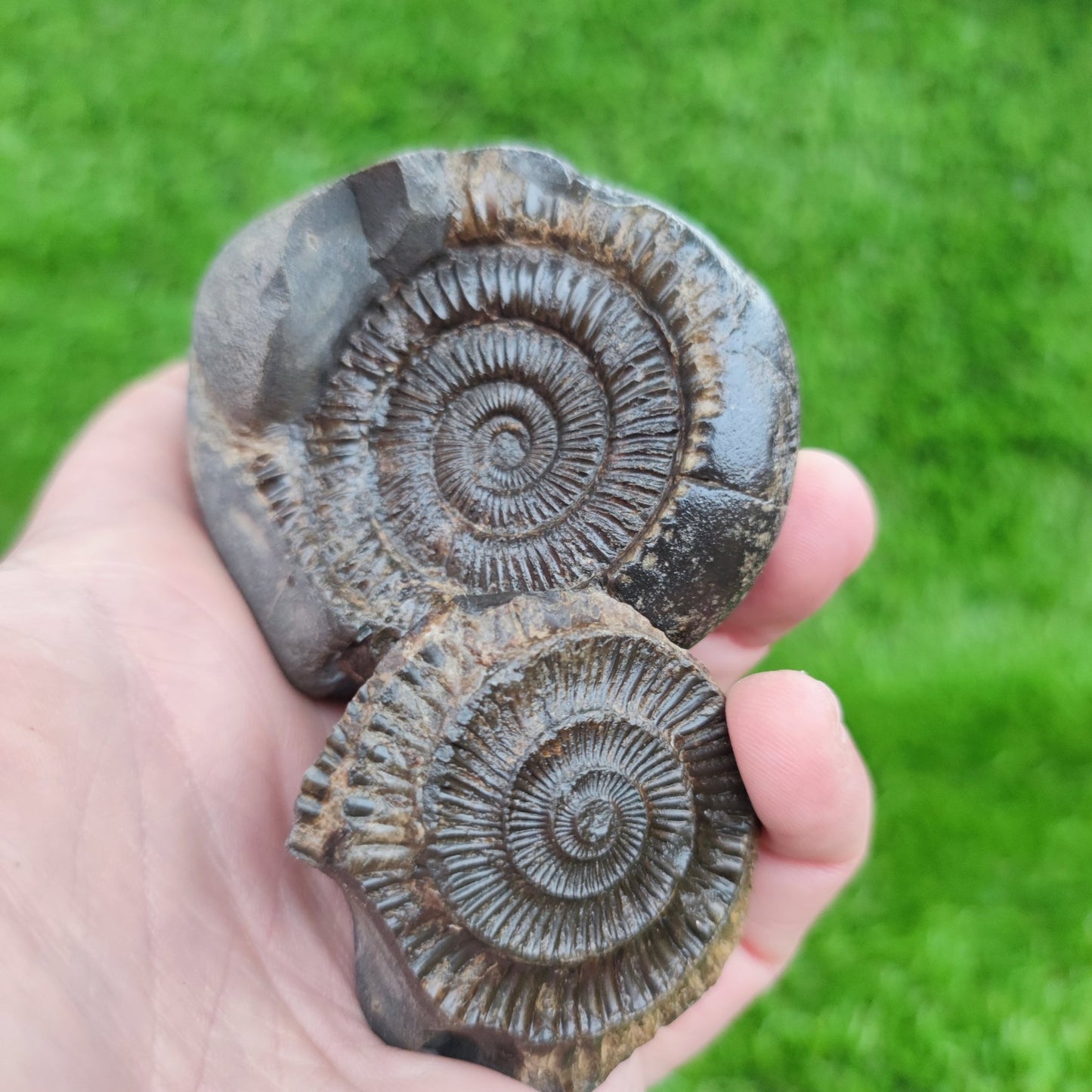 Ammonite fossil split pair North Yorkshire Fossils - North Yorkshire Fossils