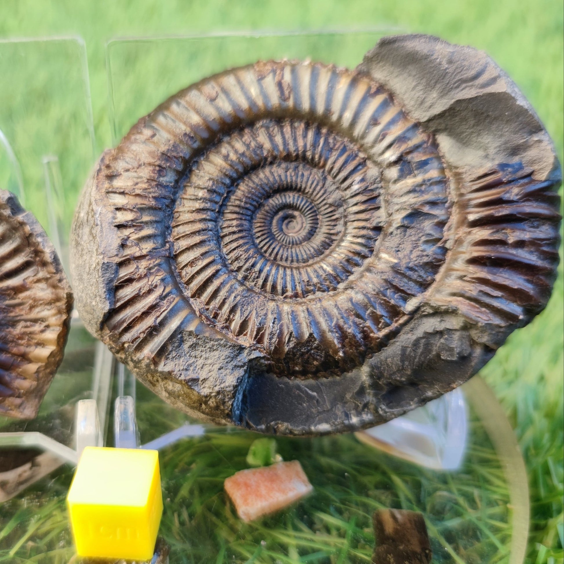 Ammonite fossil split pair North Yorkshire fossils - North Yorkshire Fossils