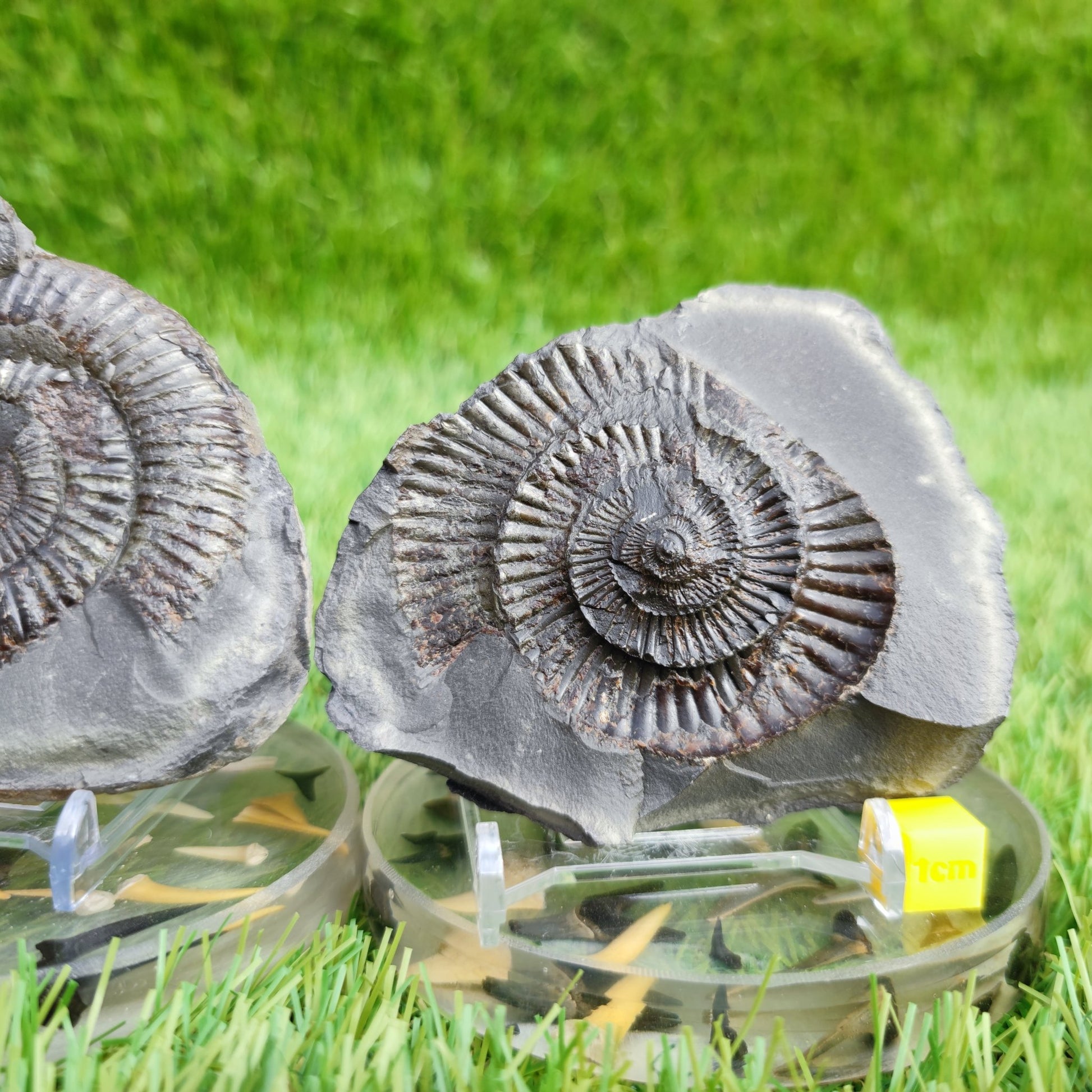 Ammonite fossil split pair North Yorkshire fossils - North Yorkshire Fossils
