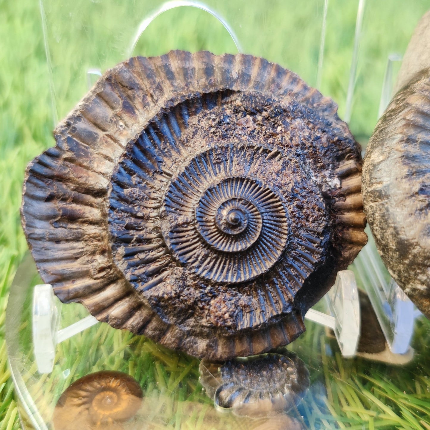 Ammonite fossil split pair North Yorkshire fossils - North Yorkshire Fossils