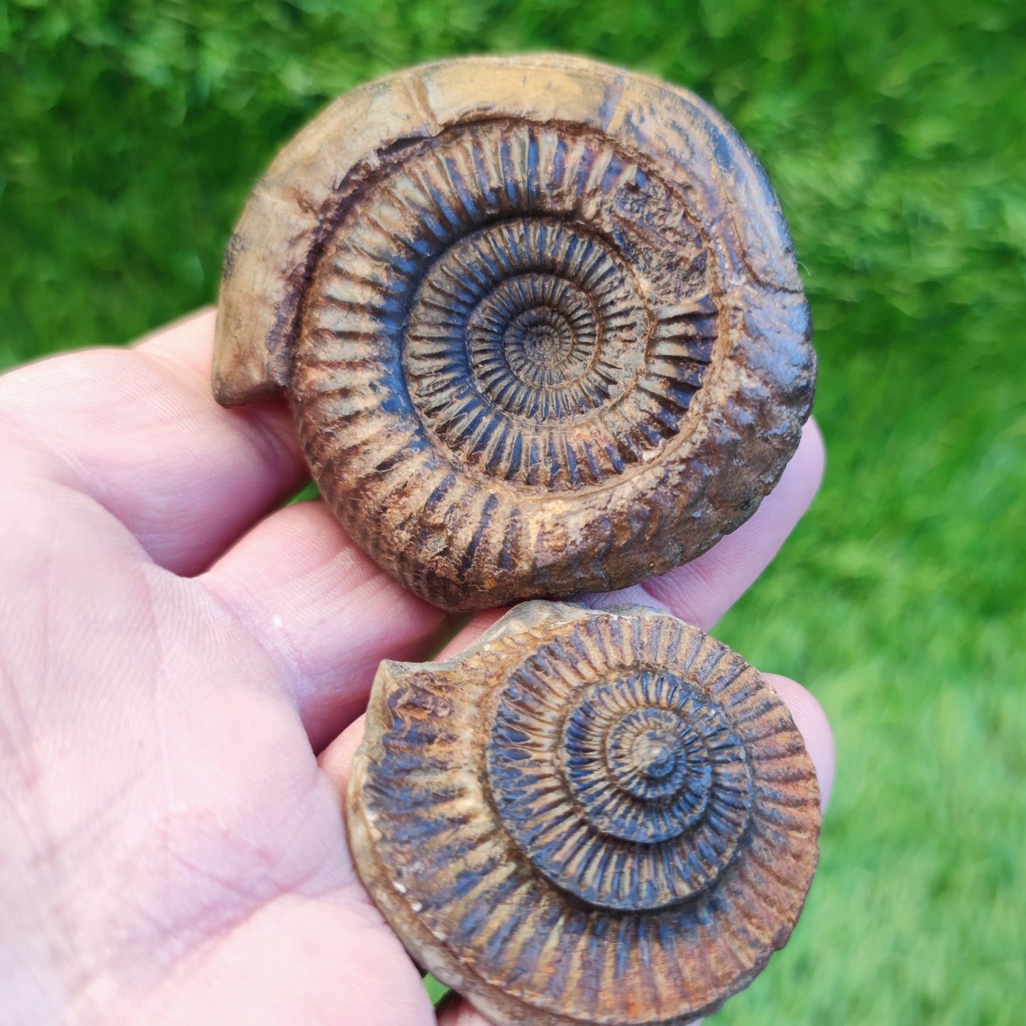 Ammonite fossil split pair North Yorkshire fossils - North Yorkshire Fossils