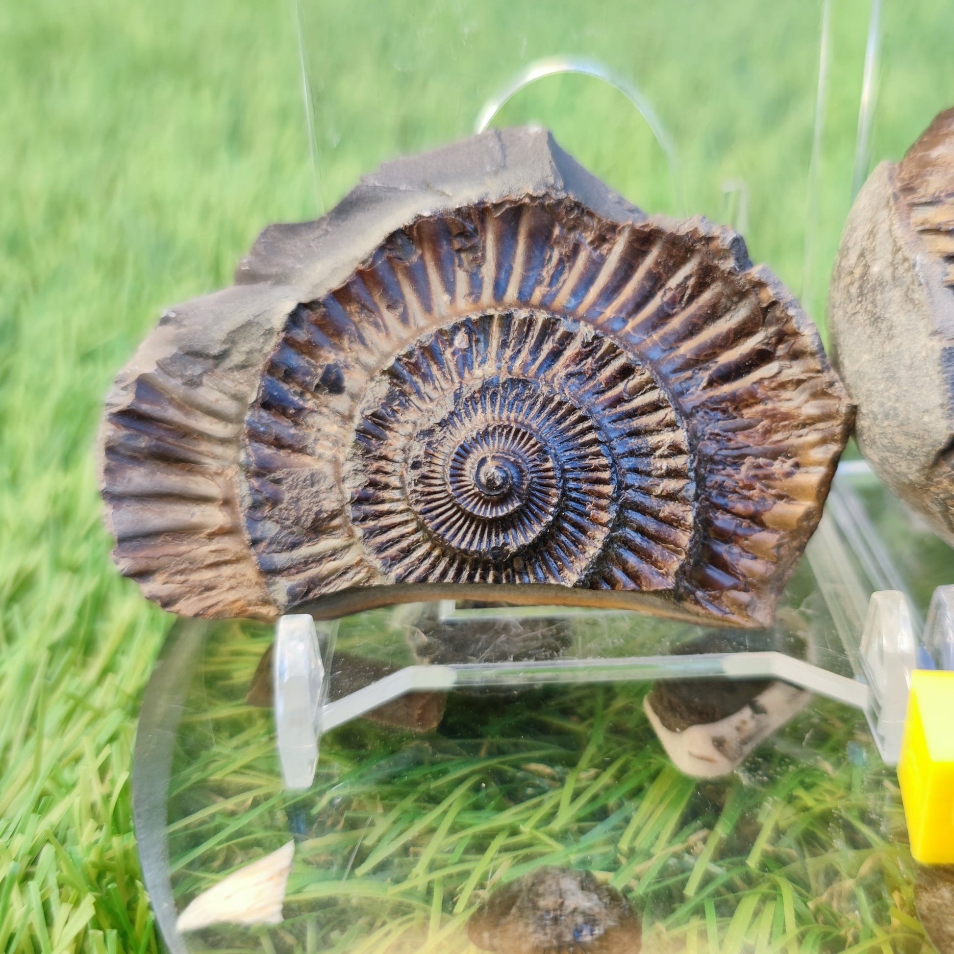 Ammonite fossil split pair North Yorkshire fossils - North Yorkshire Fossils
