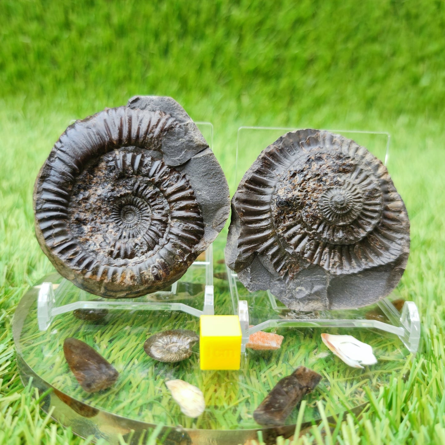 Ammonite fossil split pair North Yorkshire UK - North Yorkshire Fossils