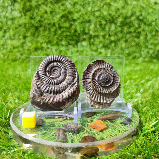 Ammonite fossil split pair North Yorkshire UK - North Yorkshire Fossils