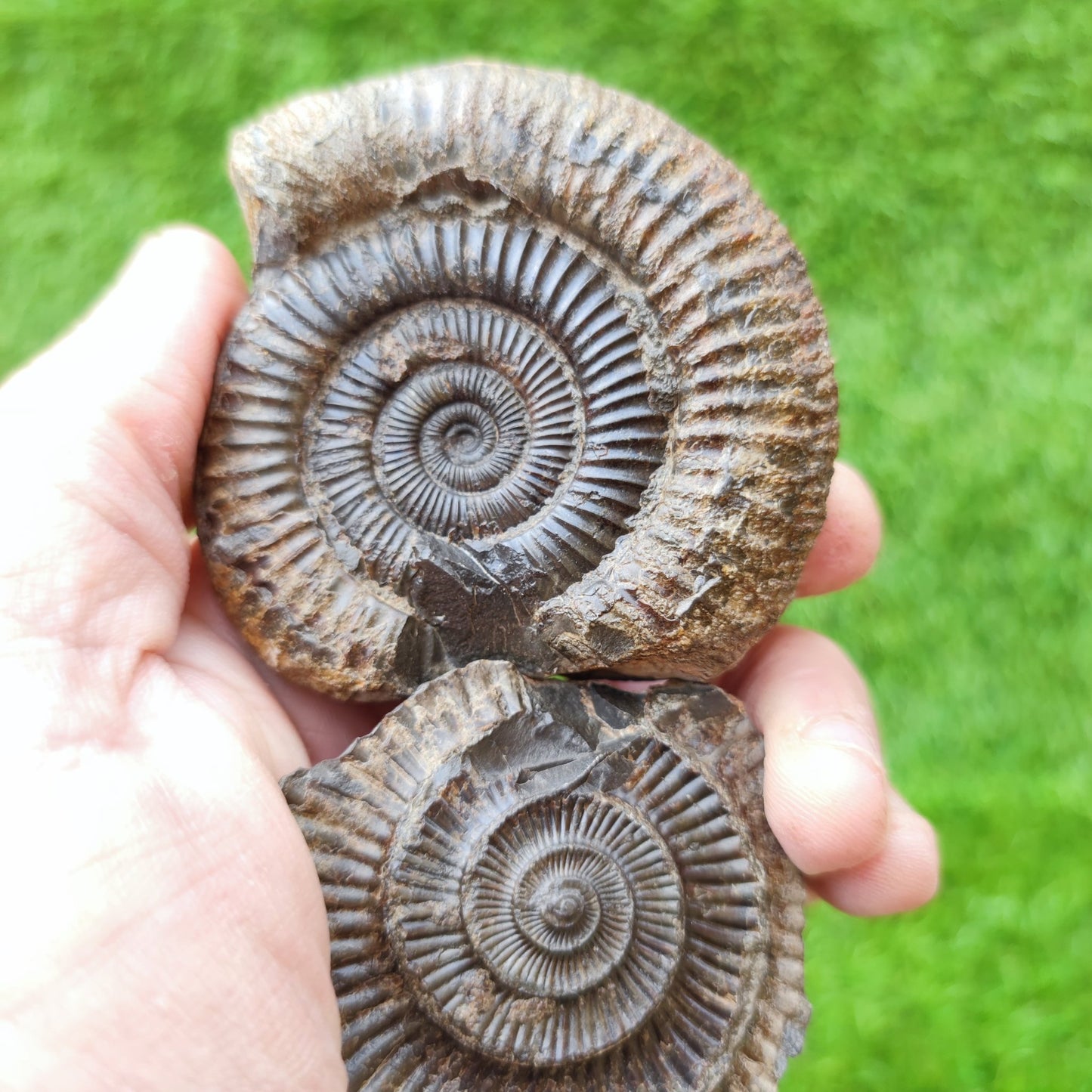 Ammonite fossil split pair North Yorkshire UK - North Yorkshire Fossils