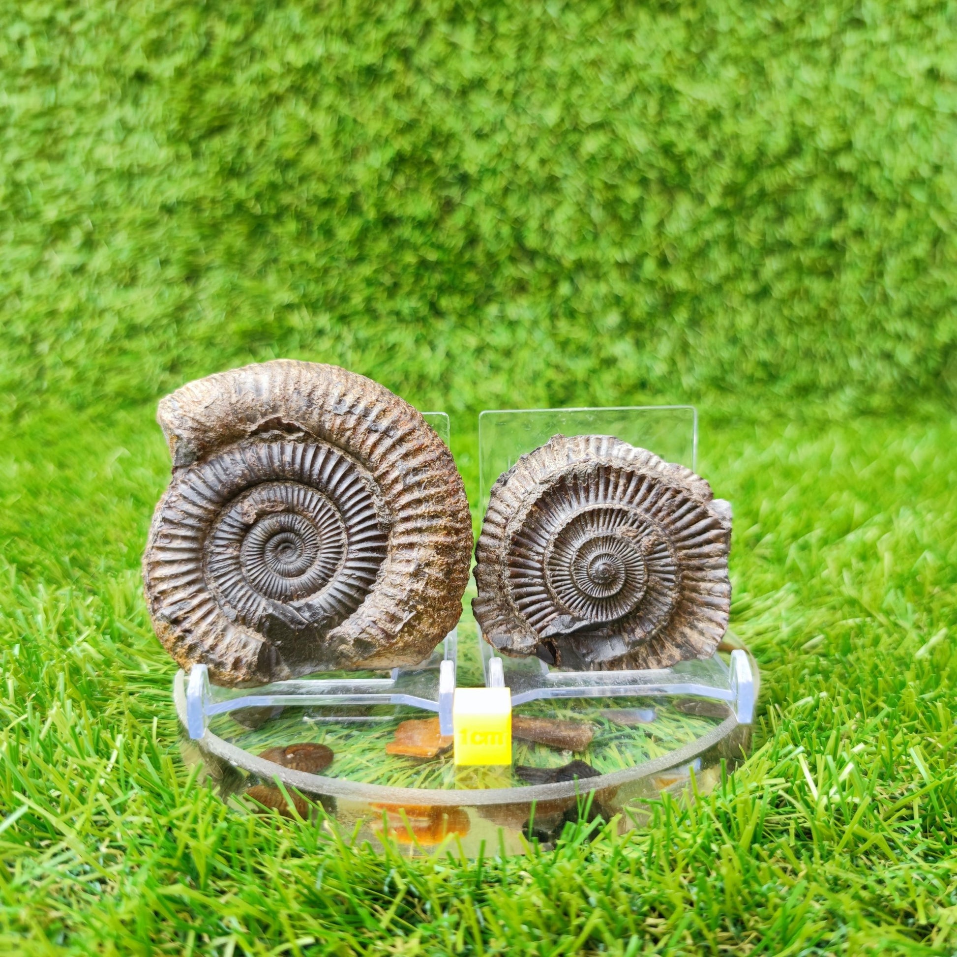 Ammonite fossil split pair North Yorkshire UK - North Yorkshire Fossils