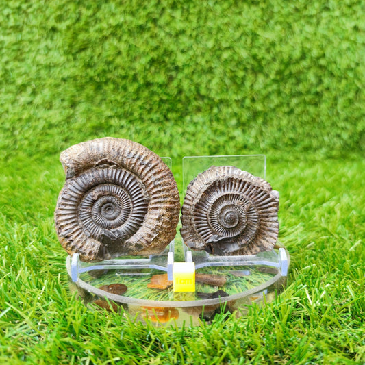 Ammonite fossil split pair North Yorkshire UK - North Yorkshire Fossils