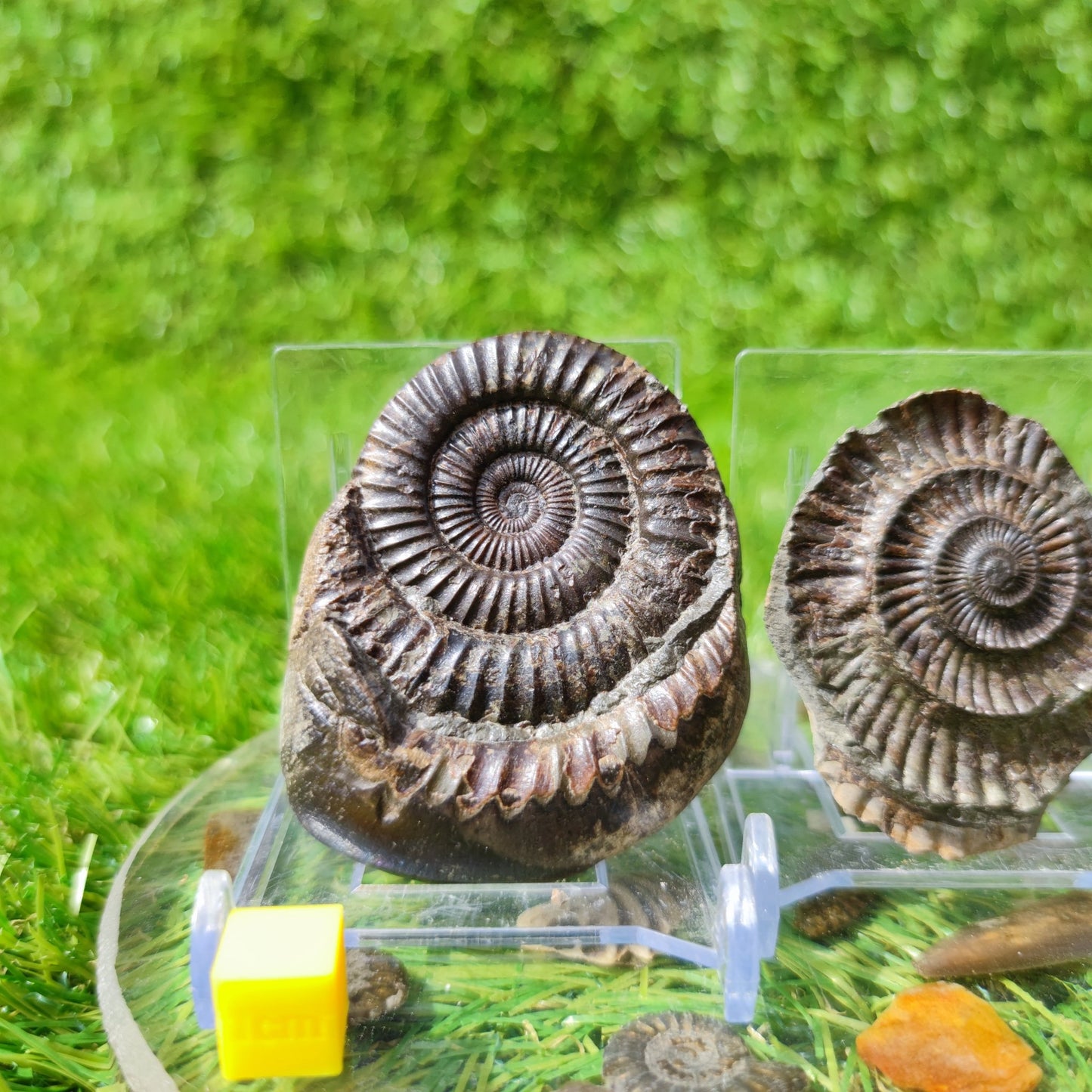Ammonite fossil split pair North Yorkshire UK - North Yorkshire Fossils