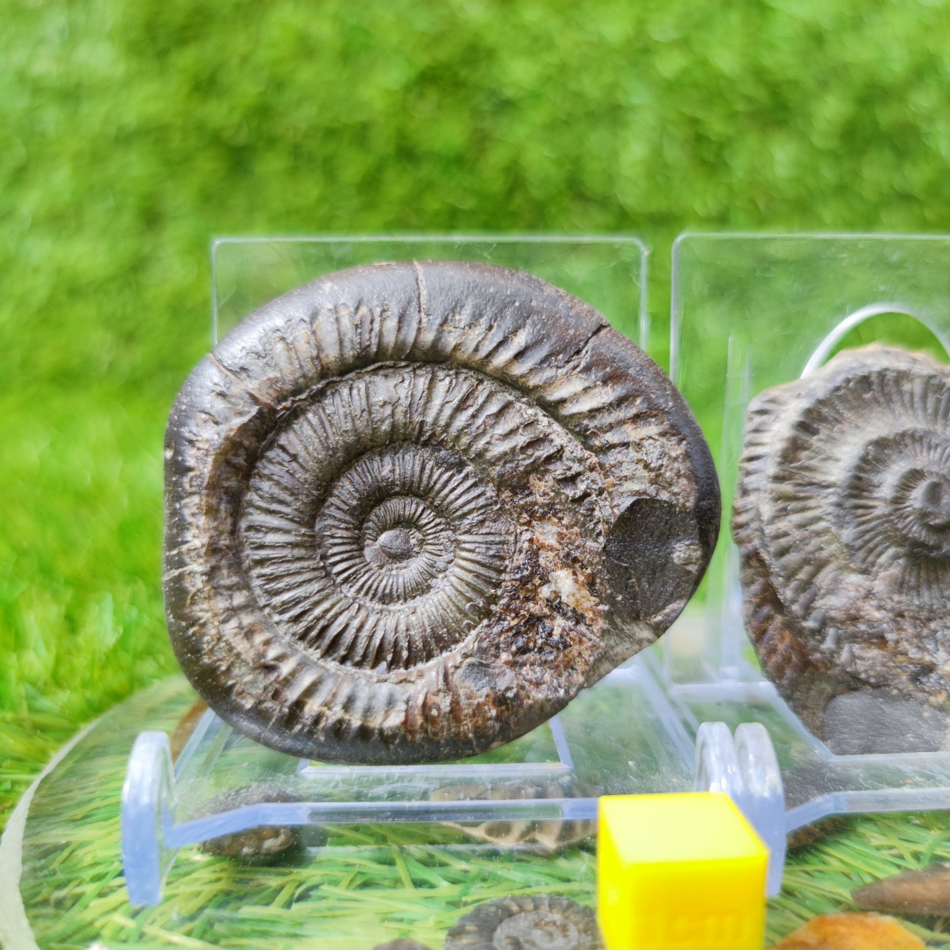 Ammonite fossil split pair North Yorkshire UK - North Yorkshire Fossils