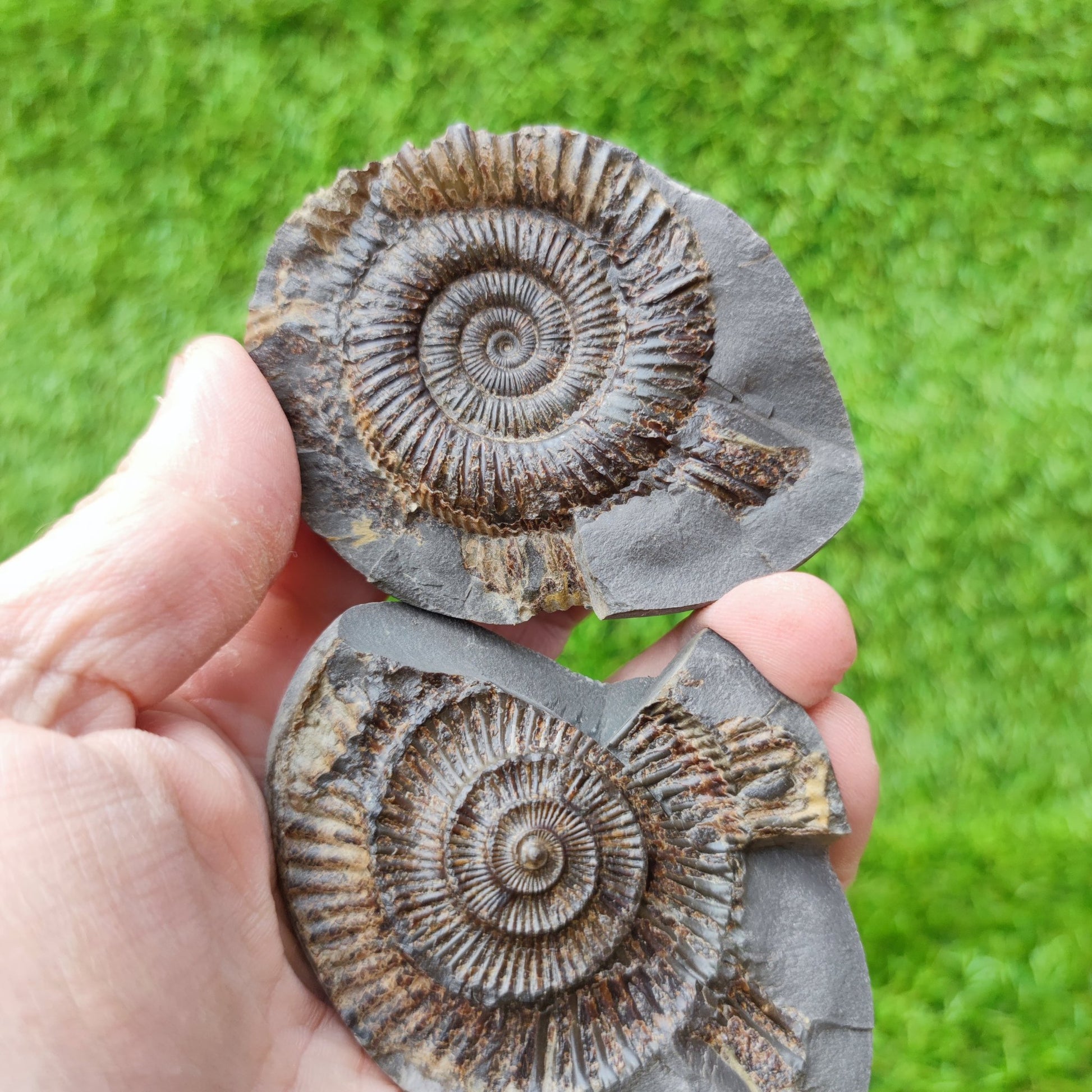 Ammonite fossil split pair North Yorkshire UK - North Yorkshire Fossils