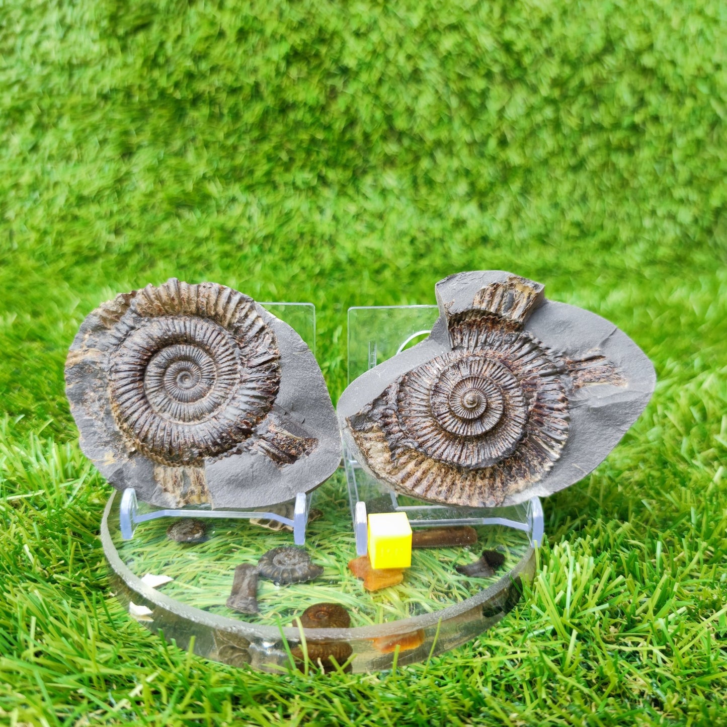 Ammonite fossil split pair North Yorkshire UK - North Yorkshire Fossils