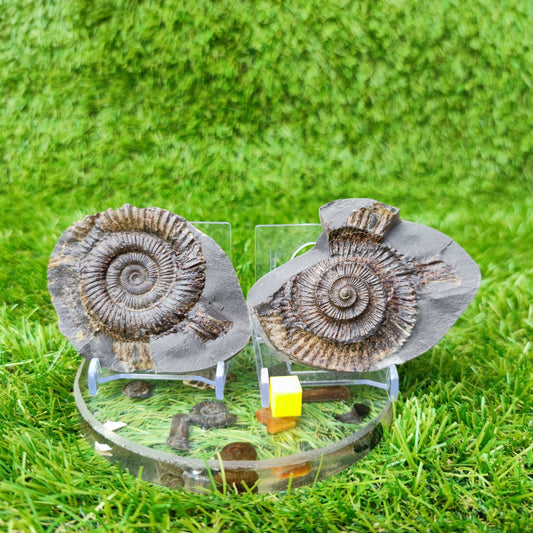 Ammonite fossil split pair North Yorkshire UK - North Yorkshire Fossils