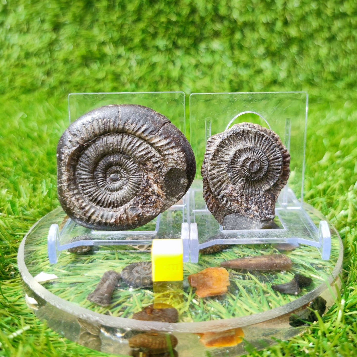 Ammonite fossil split pair North Yorkshire UK - North Yorkshire Fossils