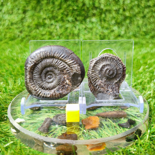 Ammonite fossil split pair North Yorkshire UK - North Yorkshire Fossils