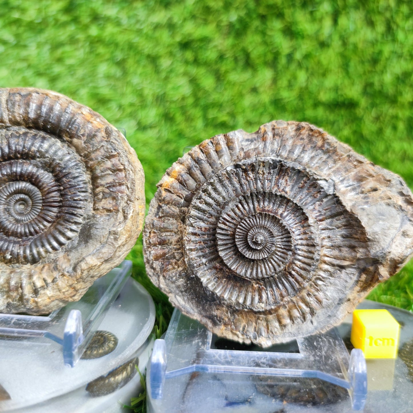 Ammonite fossil split pair Port Mulgrave Yorkshire UK - North Yorkshire Fossils