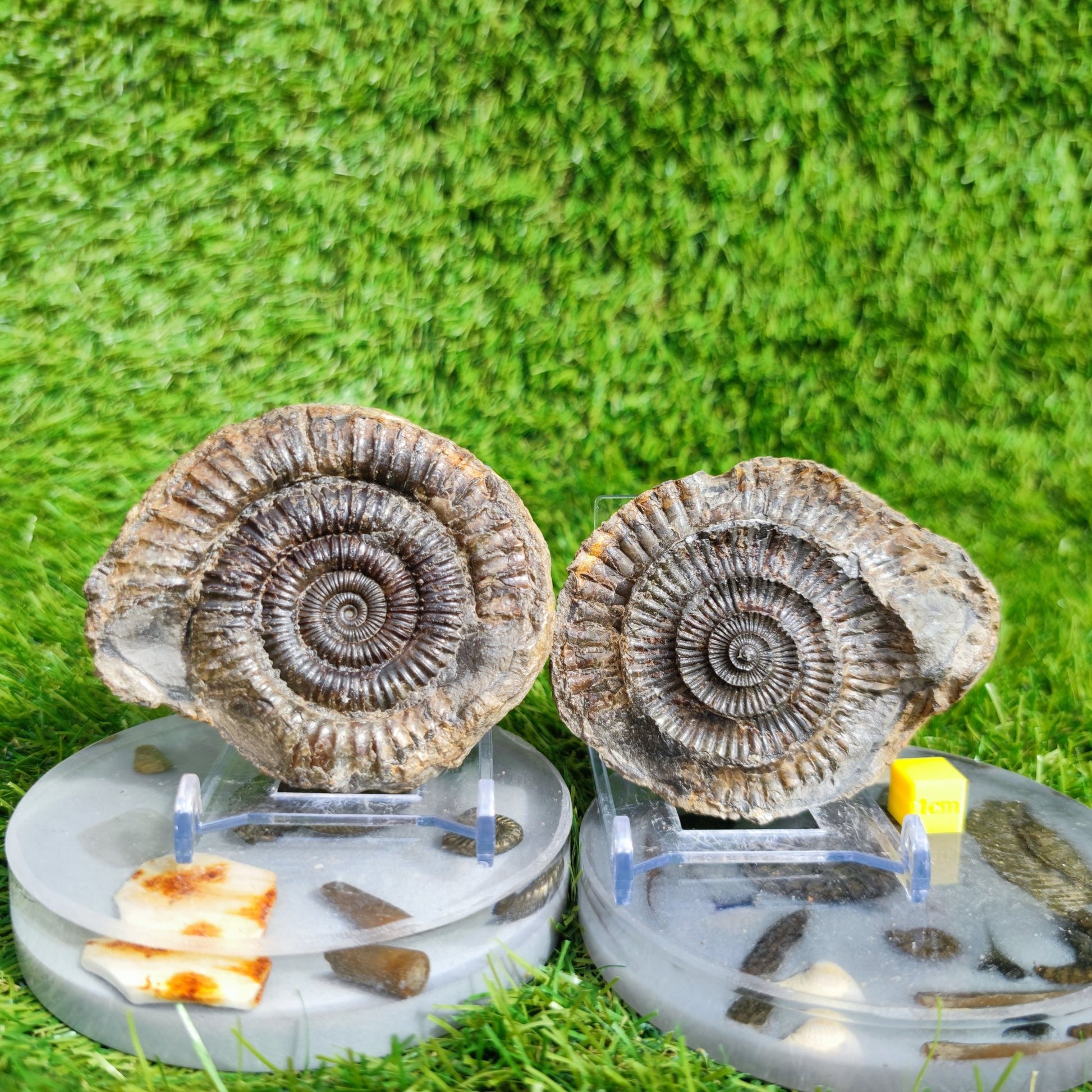 Ammonite fossil split pair Port Mulgrave Yorkshire UK - North Yorkshire Fossils