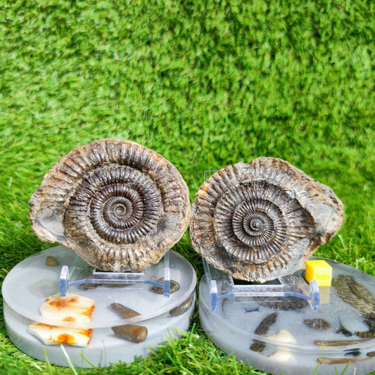 Ammonite fossil split pair Port Mulgrave Yorkshire UK - North Yorkshire Fossils