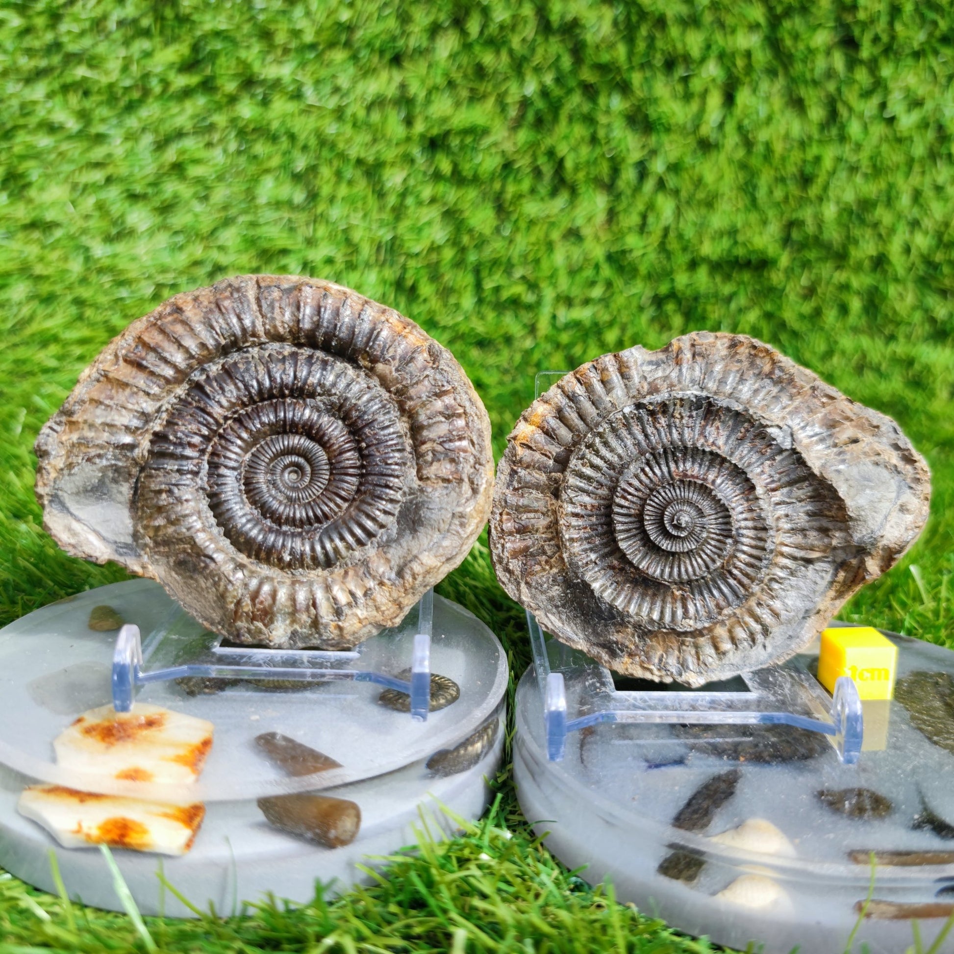 Ammonite fossil split pair Port Mulgrave Yorkshire UK - North Yorkshire Fossils