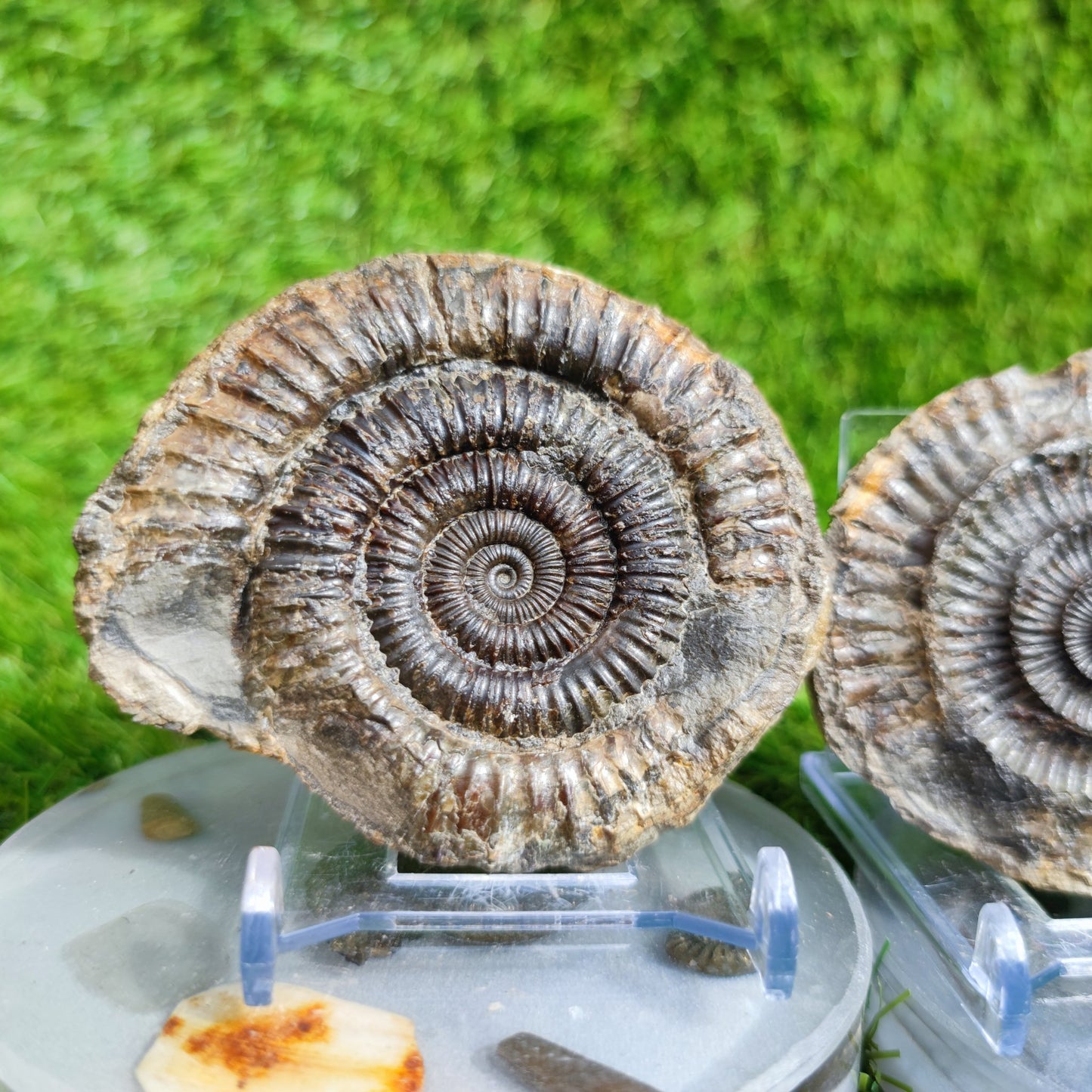 Ammonite fossil split pair Port Mulgrave Yorkshire UK - North Yorkshire Fossils